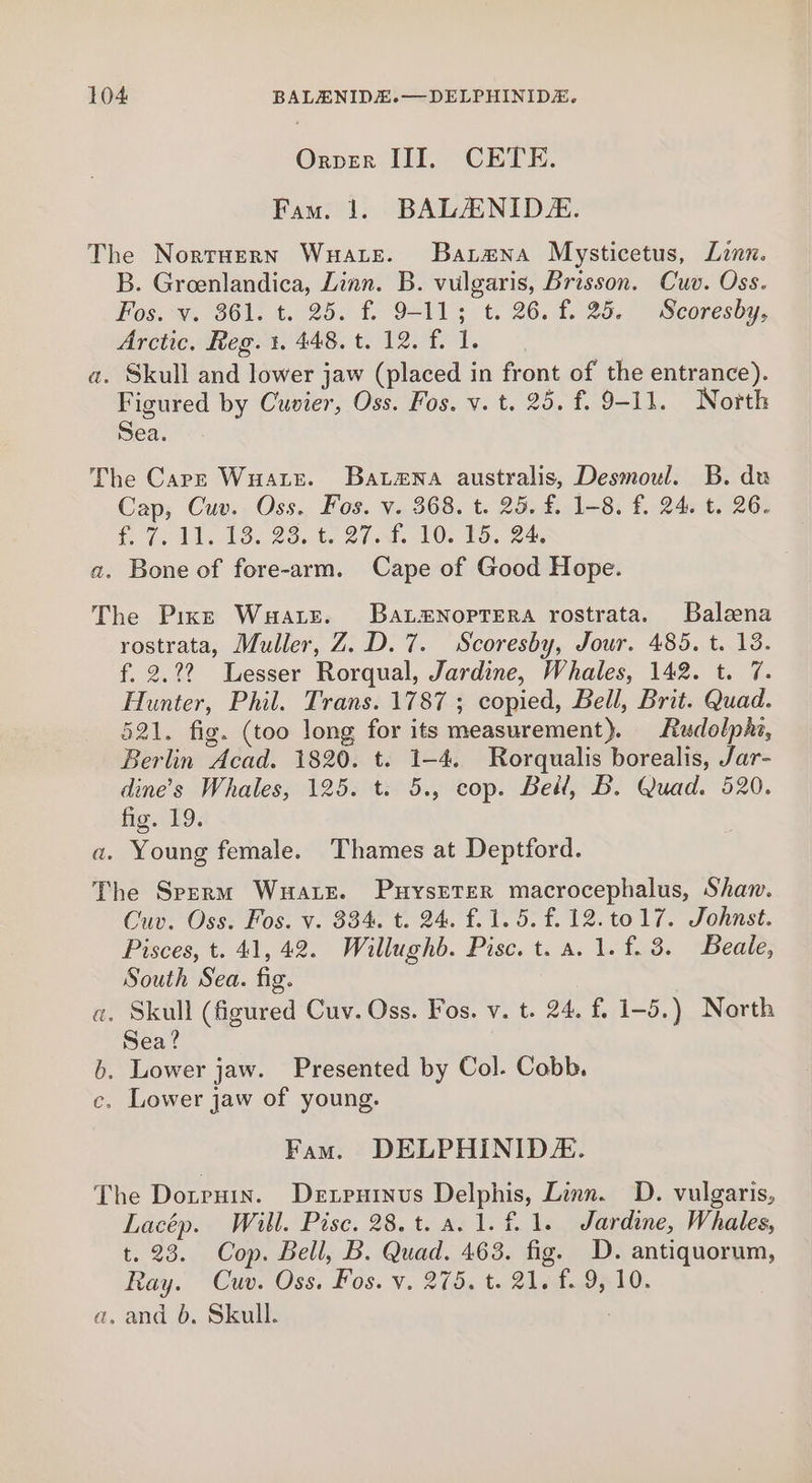 104: BALENIDE.—DELPHINIDE. Orper III. CETE. Fam. 1. BALANIDE. The Norruern Wuate. Barana Mysticetus, Linn. B. Groenlandica, Zinn. B. vulgaris, Brisson. Cuv. Oss. Fos. wv. $61. t. 25. f. 9-113 t. 26. £.25.° Seoresdy,; Arctic. Reg. 1. 448. t. 12. f. 1. a. Skull and lower jaw (placed in front of the entrance). Figured by Cuvier, Oss. Fos. v. t. 25. f. 9-11. North Sea. The Carr Wuatr. Batzna australis, Desmoul. B. du Cap, Cuv. Oss. Fos. v. 368. t. 25. £. 1-8. f. 24. t. 26. Oe dd e. 23.40 BI. 10: 15. 23 a. Bone of fore-arm. Cape of Good Hope. The Pixs Wuare. Batxnoprera rostrata. Balena rostrata, Muller, Z..D. 7. Scoresby, Jour. 485. t. 13. f. 2.22 Lesser Rorqual, Jardine, Whales, 142. t. 7. Hunter, Phil. Trans. 1787 ; copied, Bell, Brit. Quad. 521. fig. (too long for its measurement). Rudolph, Berlin Acad. 1820. t. 1-4. Rorqualis borealis, Jar- dine’s Whales, 125. t. 5., cop. Bell, B. Quad. 520. fig. 19. a. Young female. Thames at Deptford. The Sperm Wuate. Puysrter macrocephalus, Shaw. Cuv. Oss. Fos. v. 384. t. 24. £.1. 5. £.12.to17. Johnst. Pisces, t. 41, 42. Willughb. Pisc. t. a. 1.f.3. Beale, South Sea. fig. a. Skull (figured Cuv. Oss. Fos. v. t. 24, f. 1-5.) North Sea? b. Lower jaw. Presented by Col. Cobb. c. Lower jaw of young. Fam. DELPHINID/. The Dorrnin. Detputnus Delphis, Linn. D. vulgaris, Lacép. Will. Pisc. 28.t. a. 1. f. 1. Jardine, Whales, t. 23. Cop. Bell, B. Quad. 463. fig. D. antiquorum, Ray. ~Cuv. Oss. Fos. v. 205, t- 24 ¢4..99 10,