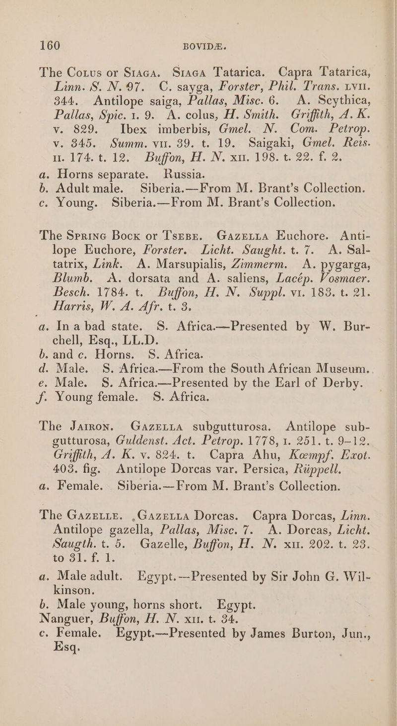 The Corus or Staca. Sraca Tatarica. Capra Tatarica, Linn. S. N. 97. C. sayga, Forster, Phil. Trans. tvu. 344. Antilope saiga, Pallas, Misc. 6. A. Scythica, Pallas, Spic.1. 9. A. colus, H. Smith. Griffith, 4. K. v. 829. Ibex imberbis, Gmel. N. Com. Petrop. v. 845. Summ. vu. 39. t. 19. Saigaki, Gmel. Reis. iH if4ot, 12.- Dufon, i. N. x1, 198. t 22. fe a. Horns separate. Russia. b. Adult male. Siberia.—From M. Brant’s Collection. c. Young. Siberia.—From M. Brant’s Collection. The Sprine Bock or Tsespe. Gazetia Euchore. Anti- lope Euchore, Forster. Licht. Saught. t. 7. A. Sal- tatrix, Link. A. Marsupialis, Zimmerm. A. pygarga, Blumb. &lt;A. dorsata and A. saliens, Lacép. Vosmaer. Besch. 1784. t. PO, H, N. Suppl. vi. 183. t. 21. Harris, W. A. Afr, t. a. Ina bad state. S. ee by W. Bur- chell, Esq., LL.D. b. and c. Horns. S. Africa. d. Male. S. Africaw—From the South African Museum. e. Male. S. Africa.—Presented by the Earl of Derby. f. Young female. S. Africa. The Jarron. Gazeta subgutturosa. Antilope sub- gutturosa, Guldenst. Act. Petrop. 1778, 1. 251. t. 9-12. Griffith, A. K. vy. 824. t. Capra Ahu, Kempf. Exot. 403. fig. Antilope Dorcas var. Persica, Riéppell. a. Female. Siberia.—From M. Brant’s Collection. The Gazette. ,Gazetta Dorcas. Capra Dorcas, Linn. Antilope gazella, Pallas, Misc. 7. A. Dorcas, Licht. Saugth. t. 5. Gazelle, Buffon, H. N. xu. 202. t. 23. to 31. f. 1. a. Male adult. Egypt.—Presented by Sir John G. Wil- kinson. b. Male young, horns short. Egypt. Nanguer, Buffon, H. N. xu. t. 34. c. Female. Egypt.—Presented by James Burton, Jun., Esq.