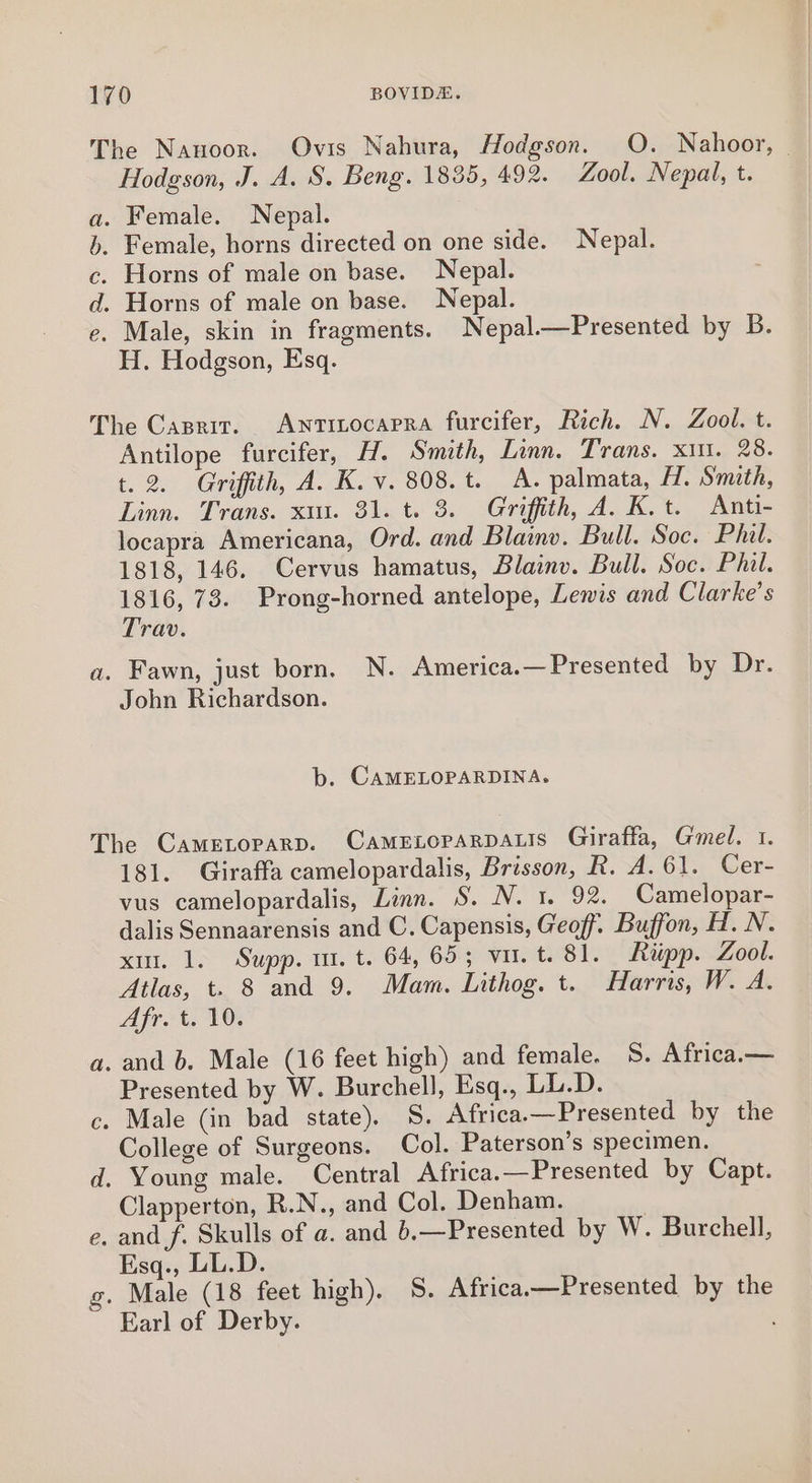 The Nanoor. Ovis Nahura, Hodgson. O. Nahoor, | Hodgson, J. A. S. Beng. 1835, 492. Zool. Nepal, t. . Female. Nepal. Female, horns directed on one side. Nepal. Horns of male on base. Nepal. . Horns of male on base. Nepal. Male, skin in fragments. Nepal—Presented by B. H. Hodgson, Esq. SAO eR The Caprit. Awnrinocapra furcifer, Rich. N. Zool. t. Antilope furcifer, H. Smith, Linn. Trans. x11. 28. t. 2. Griffith, A. K. v. 808.t. A. palmata, H. Smith, Linn. Trans. xm. 31. t. 8. Griffith, A. K.t. Anti- locapra Americana, Ord. and Blainv. Bull. Soc. Phil. 1818, 146. Cervus hamatus, Blainv. Bull. Soc. Phil. 1816, 73. Prong-horned antelope, Lewis and Clarke’s Trav. a. Fawn, just born. N. America.— Presented by Dr. John Richardson. b. CAMELOPARDINA. The CAMELOPARD. CAMELOPARDALIS Giraffa, Gmel. 1. 181. Giraffa camelopardalis, Brisson, R.A. 6]. Ger- vus camelopardalis, Linn. S. N. 1. 92. _Camelopar- dalis Sennaarensis and C. Capensis, Geoff. Buffon, H. N. xin. 1. Supp. mt. t. 64, 65; vil. t. 81. Riipp. Zool. Atlas, t. 8 and 9. Mam. Lithog. t. Harris, W. A. Dh ial td a. and b. Male (16 feet high) and female. 8S. Africa.— Presented by W. Burchell, Esq., LL.D. c. Male (in bad state). 8. Africa.—Presented by the College of Surgeons. Col. Paterson's specimen. d. Young male. Central Africa.—Presented by Capt. Clapperton, R.N., and Col. Denham. e. and f. Skulls of a. and 6,—Presented by W. Burchell, Esq., LL.D. g. Male (18 feet high). S. Africa.—Presented by the Earl of Derby.