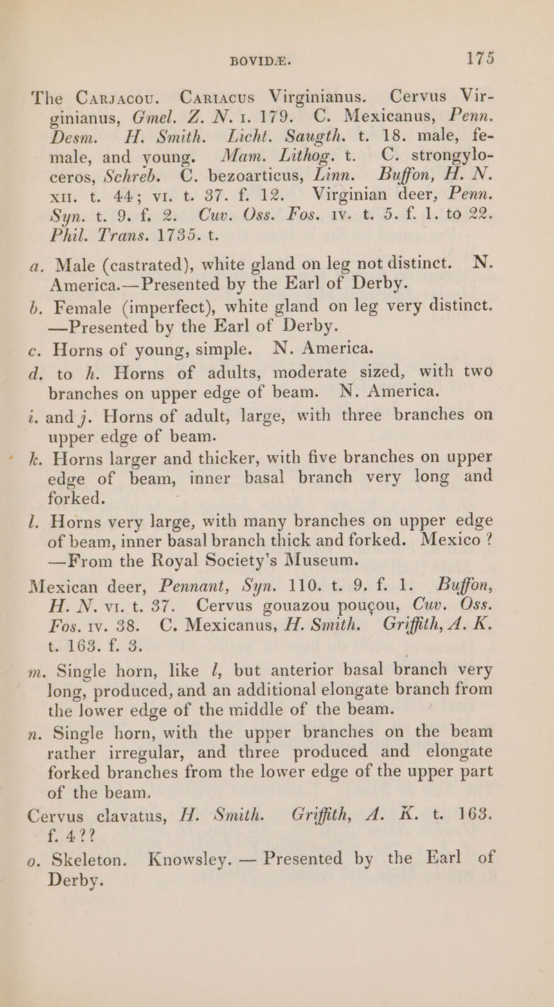 The Carsacov. Cartacus Virginianus. Cervus Vir- ginianus, Gmel. Z. N. 1.179. C. Mexicanus, Penn. Desm. H. Smith. Licht. Saugth. t. 18. male, fe- male, and young. Mam. Lithog. t. C. strongylo- ceros, Schreb. C. bezoarticus, Linn. Buffon, H. N. xu. t. 44; vi. t. 37. f. 12. Virginian deer, Penn. Syn. t. 9. f. 2. Cuv. Oss. Fos. iv. t. 5. f. 1. to 22. Phil. Trans. 1735. t. a. Male (castrated), white gland on leg not distinct. N. America.—Presented by the Earl of Derby. b. Female (imperfect), white gland on leg very distinct. —Presented by the Earl of Derby. c. Horns of young, simple. N. America. d. to h. Horns of adults, moderate sized, with two branches on upper edge of beam. N. America. i. and j. Horns of adult, large, with three branches on upper edge of beam. ' Jk. Horns larger and thicker, with five branches on upper edge of beam, inner basal branch very long and forked. 1. Horns very large, with many branches on upper edge of beam, inner basal branch thick and forked. Mexico? —From the Royal Society’s Museum. Mexican deer, Pennant, Syn. 110. t. 9. f. 1. Buffon, H. N. vi. t. 37. Cervus gouazou pougou, Cuv. Oss. Fos. wv. 38. C. Mexicanus, H. Smith. Griffith, A. K. AGS. Ld, m. Single horn, like /, but anterior basal branch very long, produced, and an additional elongate branch from the lower edge of the middle of the beam. n. Single horn, with the upper branches on the beam rather irregular, and three produced and elongate forked branches from the lower edge of the upper part of the beam. Cervus clavatus, H. Smith. Griffith, A. K. t. 163. f. 42? o. Skeleton. Knowsley. — Presented by the Earl of Derby.