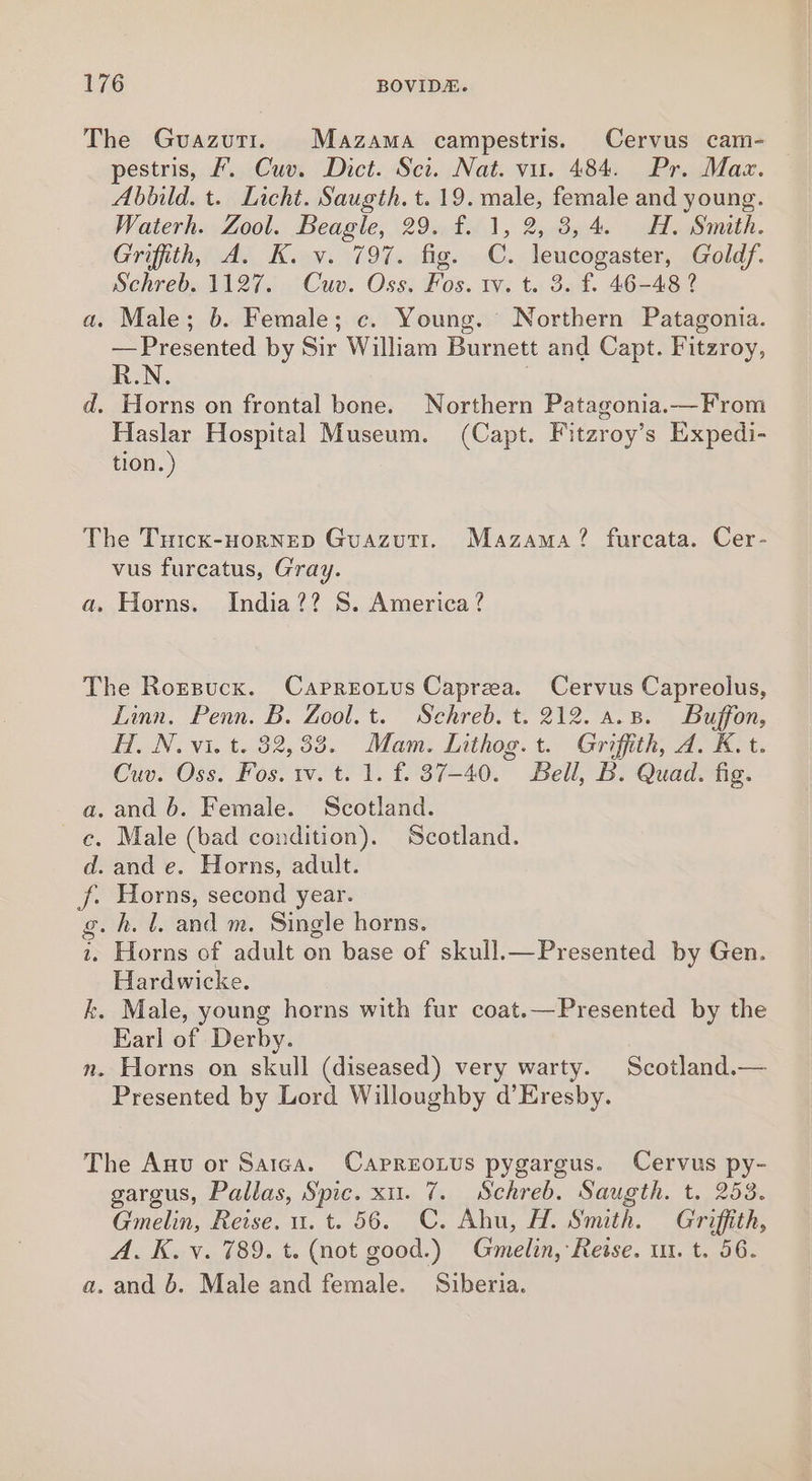 The Guazutt. Mazama campestris. Cervus cam- — pestris, #. Cuv. Dict. Sci. Nat. vu. 484. Pr. Maz. Abbild. t. Licht. Saugth. t. 19. male, female and young. Waterh. Zool. Beagle, 29. f. 1, 2, 3,4. H. Smith. Grifith, A. K. v. 797. fig. C. leucogaster, Goldf. Schreb. 1127. Cuv. Oss. Fos. tv. t. 3. f. 46-48 ? a. Male; 6. Female; c. Young. Northern Patagonia. —Presented by Sir William Burnett and Capt. Fitzroy, HN. d. Horns on frontal bone. Northern Patagonia.— From Haslar Hospital Museum. (Capt. Fitzroy’s Expedi- tion. ) The Tuick-HorNED Guazutr. Mazama? furcata. Cer- vus furcatus, Gray. a. Horns. India?? S. America ? The Rorzpucx. Capreotus Caprea. Cervus Capreolus, Linn. Penn. B. Zool. t. Schreb. t. 212. a.s. Buffon, HN. vi. t. 32,33. Mam. Inthog. t. Griffith, A. K. t. Cuv. Oss. Fos. tv. t. 1. f. 37-40. Bell, B. Quad. fig. and 6. Female. Scotland. Male (bad condition). Scotland. and e. Horns, adult. Horns, second year. _h. 1. and m. Single horns. Horns of adult on base of skull.—Presented by Gen. Hardwicke. k. Male, young horns with fur coat.—Presented by the Earl of Derby. n. Horns on skull (diseased) very warty. Scotland.— Presented by Lord Willoughby d’Eresby. S05 ST) AO 8 The Anu or Saica. Capreotus pygargus. Cervus py- gargus, Pallas, Spic. xu. 7. Schreb. Saugth. t. 253. Gmelin, Reise. u. t. 56. ©. Ahu, H. Smith. Griffith, A. K. v. 789. t. (not good.) Gmelin, Reise. ut. t. 56. a. and 6. Male and female. Siberia.