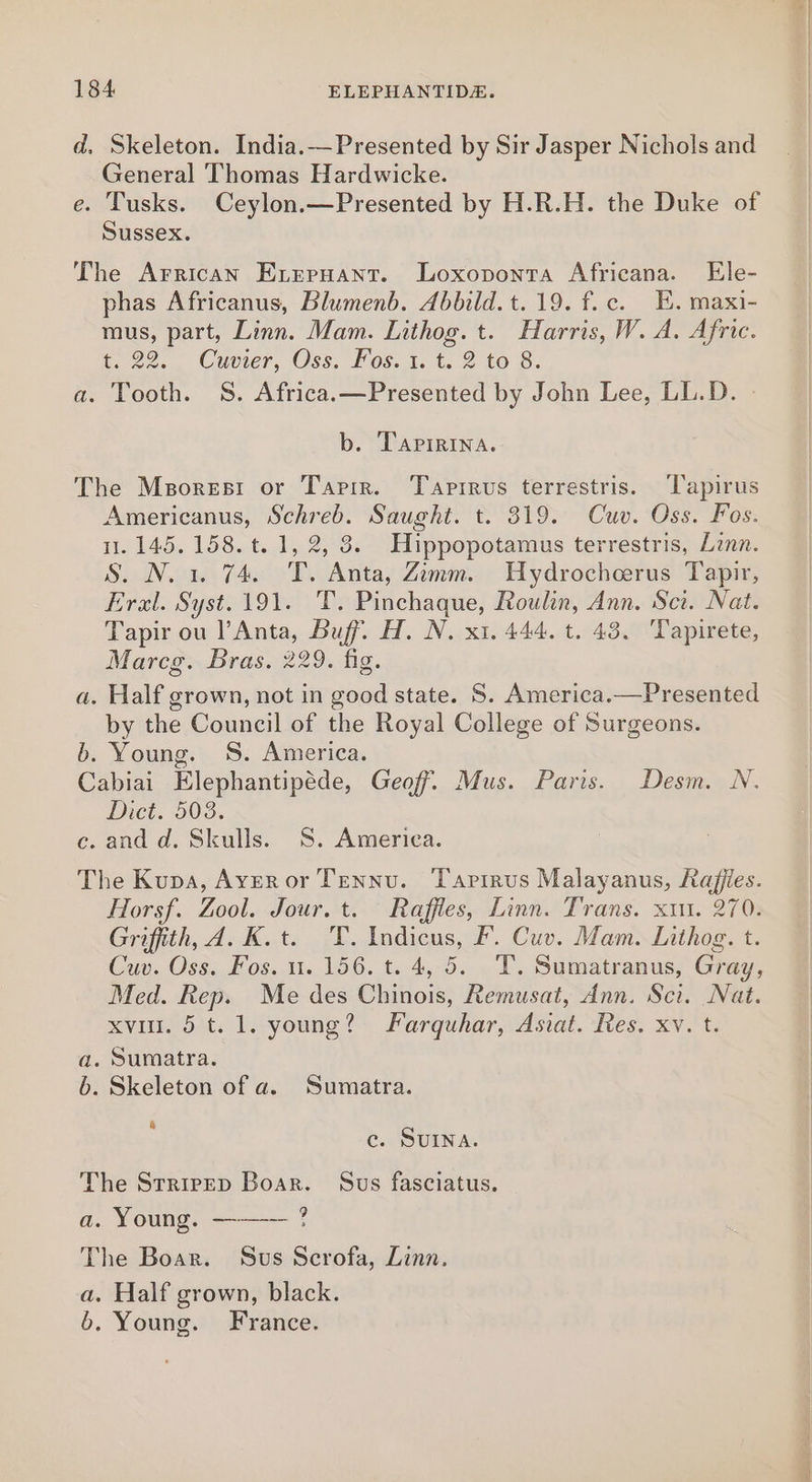 d, Skeleton. India.—Presented by Sir Jasper Nichols and General Thomas Hardwicke. e. Tusks. Ceylon.—Presented by H.R.H. the Duke of Sussex. The Arrican Erepuant. Loxoponta Africana. Ele- phas Africanus, Blumenb. Abbild.t. 19. f.c. TE. maxi- mus, part, Linn. Mam. Lithog. t. Harris, W. A. Afric. t. 22. Cuvier, Oss. Fos. 1. t. 2 to 8. a. Tooth. 8S. Africa.—Presented by John Lee, LL.D. b. Taprrina. The Msoresr or Tarir. Tarrrus terrestris. ‘Tapirus Americanus, Schreb. Saught. t. 319. Cuv. Oss. Fos. 1.145. 158. t. 1, 2, 8. Hippopotamus terrestris, Lenn. S. N. 1. 74. T. Anta, Zimm. Uydrocherus Tapir, Eral. Syst. 191. T. Pinchaque, Roulin, Ann. Sct. Nat. Tapir ou l’Anta, Buff. H. N. x1. 444, t. 43. Tapirete, Marcg. Bras. 229. fig. a. Half grown, not in good state. S. America.—Presented by the Council of the Royal College of Surgeons. b. Young. S. America. Cabiai Elephantipéde, Geof, Mus. Paris. Desm. N. Dict. 503. ce. and d. Skulls. S. America. The Kupa, Averor Tennu. Tartrus Malayanus, Rafies. Horsf. Zool. Jour. t. Raffles, Linn. Trans. xu. 270. Griffith, Ad. K.t. T. Indicus, F. Cuv. Mam. Lithog. t. Cuv. Oss. Fos. u. 156. t. 4, 5. T. Sumatranus, Gray, Med. Rep. Me des Chinois, Remusat, Ann. Sci. Nat. xvi. 5 t. 1. young? Farquhar, Asiat. Res. xv. t. . Sumatra. . Skeleton of a. Sumatra. oOo &amp; c. SUINA. The Srrirpep Boar. Sus fasciatus. a. Young. ——-- ? The Boar. Sus Scrofa, Linn. a. Half grown, black. 6. Young. France.