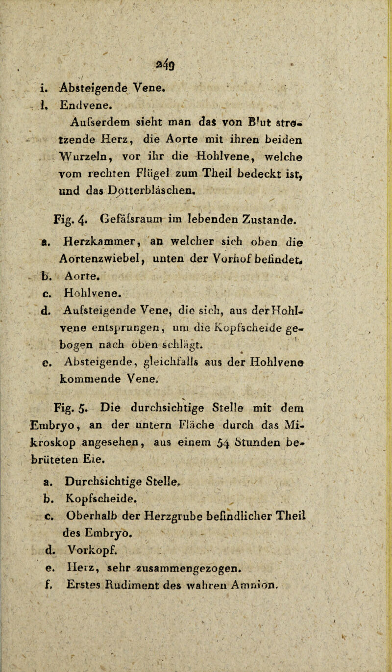 349 i. Absteigende Vene. : 1. Endvene. Außerdem sieht man das von B^ut streu tzende Herz, die Aorte mit ihren beiden Wurzeln, vor ihr die Hohlvene, welche vom rechten Flügel zum Theil bedeckt ist, und das Dptterbläschen, Fig. 4- Gefäfsraum im lebenden Zustande. a. Herzkammer, an welcher sich oben die Aortenzwiebel, unten der Vorhof befindet, b. Aorte. c. Hohlvene. d. Aufsteigende Vene, die sich, aus der Hohl¬ vene entsprungen, uru die Kopfscheide ge¬ bogen nach oben schlagt. e. Absteigende, gleichfalls aus der Hohlvene kommende Vene. ^ i v • Fig. 5« Die durchsichtige Stelle mit dem Embryo, an der untern Fläche durch das Mi¬ kroskop angesehen, aus einem 54 Stunden be¬ brüteten Eie. a. Durchsichtige Stelle, b. Kopfscheide. c. Oberhalb der Herzgrube befindlicher Theil des Embryo. d. Vorkopf. e. Iierz, sehr zusammengezogen. f. Erstes Rudiment des wahren Amnion.