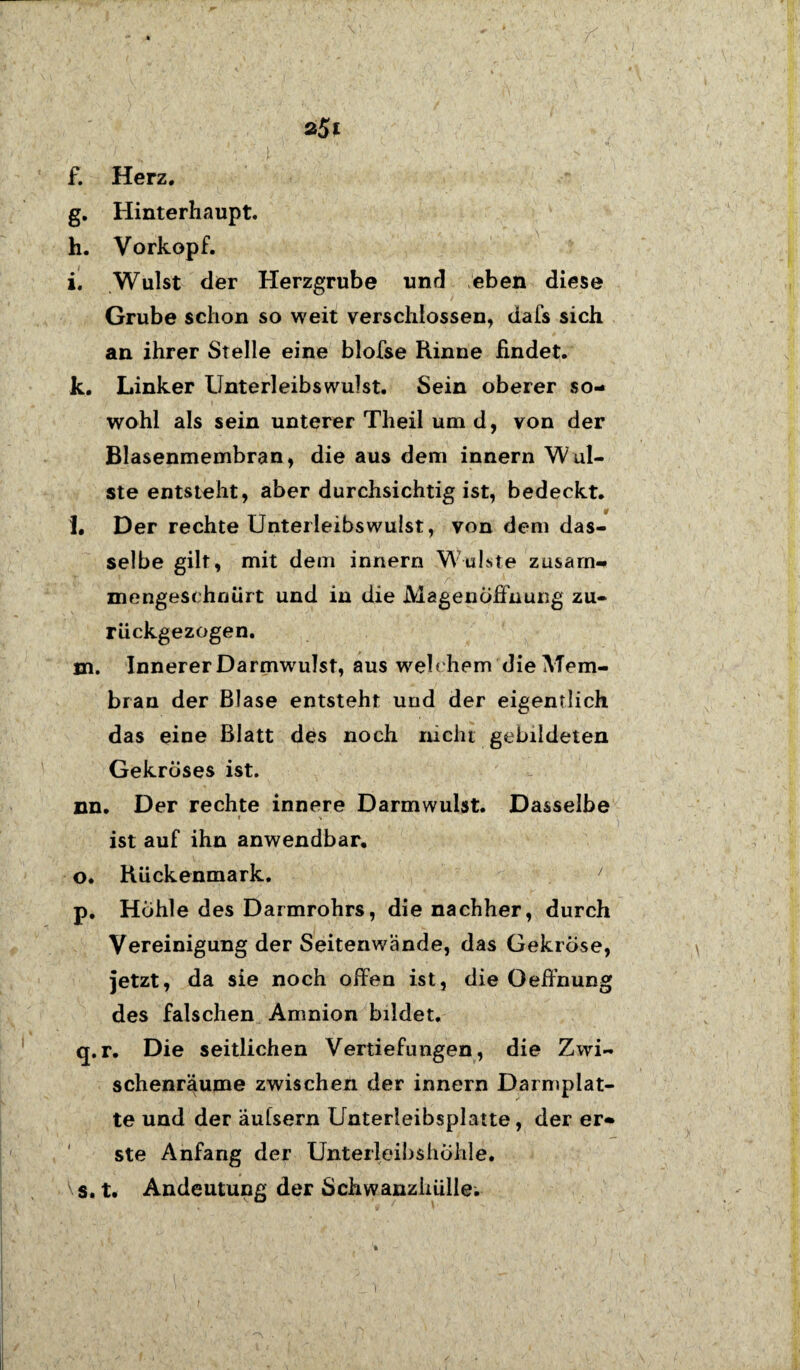 f. Herz. g. Hinterhaupt. h. Vorkopf. i. Wulst der Herzgrube und eben diese Grube schon so weit verschlossen, dafs sich an ihrer Stelle eine blofse Rinne findet. k. Linker Unterleibswulst. Sein oberer so¬ wohl als sein unterer Theil um d, von der Blasenmembran, die aus dem innern Wul¬ ste entsteht, aber durchsichtig ist, bedeckt. l. Der rechte Unteileibswulst, von dem das¬ selbe gilt, mit dem innern Wulste zusarn- mengesehnürt und in die JYiagenöffhung zu¬ rückgezogen. m. Innerer Darmwulst, aus welchem die Mem¬ bran der Blase entsteht und der eigentlich das eine Blatt des noch nicht gebildeten Gekröses ist. nn. Der rechte innere Darmwulst. Dasselbe r s ist auf ihn anwendbar. o. Rückenmark. ' p. Höhle des Darmrohrs, die nachher, durch Vereinigung der Seitenwände, das Gekröse, jetzt, da sie noch offen ist, die Oeffnung des falschen Amnion bildet. q. r. Die seitlichen Vertiefungen, die Zwi¬ schenräume zwischen der innern Darmplat¬ te und der äulsern Unterleibsplatte, der er¬ ste Anfang der Unterleibshöhle. Vs. t. Andeutung der Schwanzhülle.