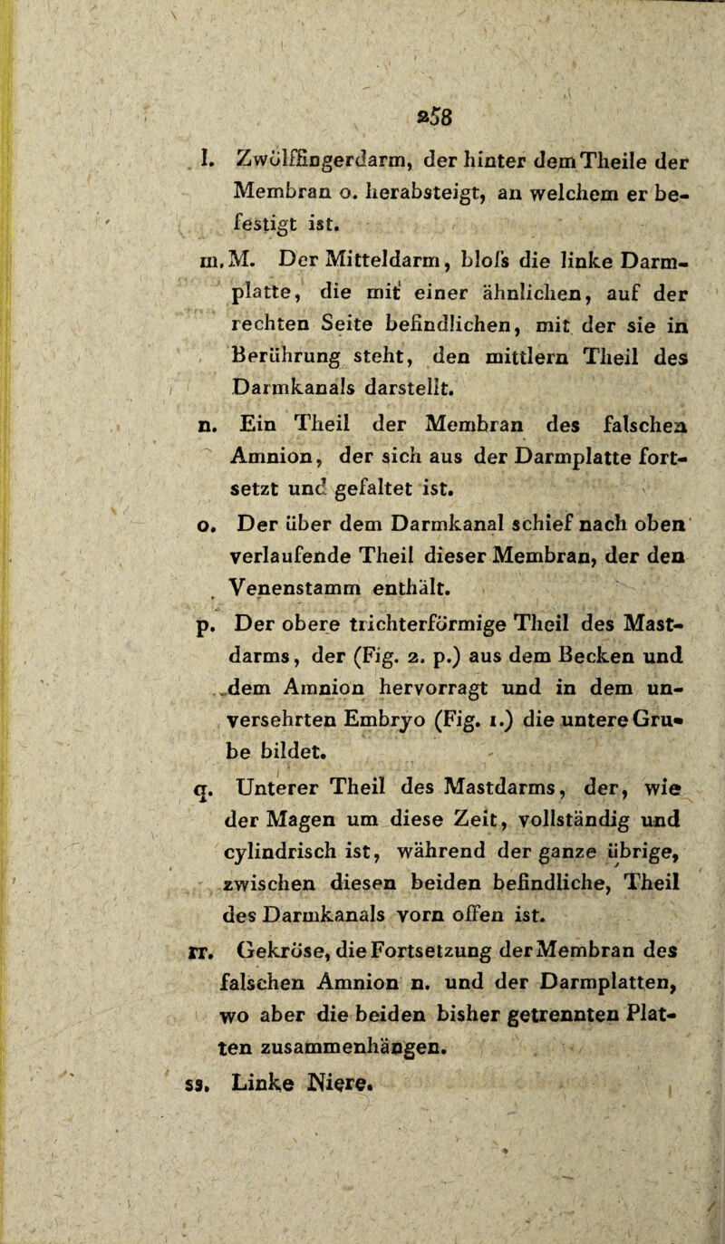 »58 l. Zwölffingerdarm, der hinter dem Theile der Membran o. herabsteigt, an welchem er be¬ festigt ist. m. M. Der Mitteldarm, blofs die linke Darm¬ platte, die mit“ einer ähnlichen, auf der rechten Seite befindlichen, mit der sie in Berührung steht, den mittlern Theil des Darmkanals darstellt. n. Ein Theil der Membran des falschen Amnion, der sich aus der Darmplatte fort¬ setzt und gefaltet ist. o. Der über dem Darmkanal schief nach oben verlaufende Theil dieser Membran, der den Venenstamm enthält. p. Der obere trichterförmige Theil des Mast¬ darms, der (Fig. 2. p.) aus dem Becken und .dem Amnion hervorragt und in dem un¬ versehrten Embryo (Fig. 1.) die untere Gru» be bildet. q. Unterer Theil des Mastdarms, der, wie der Magen um diese Zeit, vollständig und cylindrisch ist, während der ganze übrige, zwischen diesen beiden befindliche, Theil des Darmkanals vorn offen ist. rr. Gekröse, die Fortsetzung der Membran des falschen Amnion n. und der Darmplatten, wo aber die beiden bisher getrennten Plat¬ ten Zusammenhängen. ss. Linke Niere. /