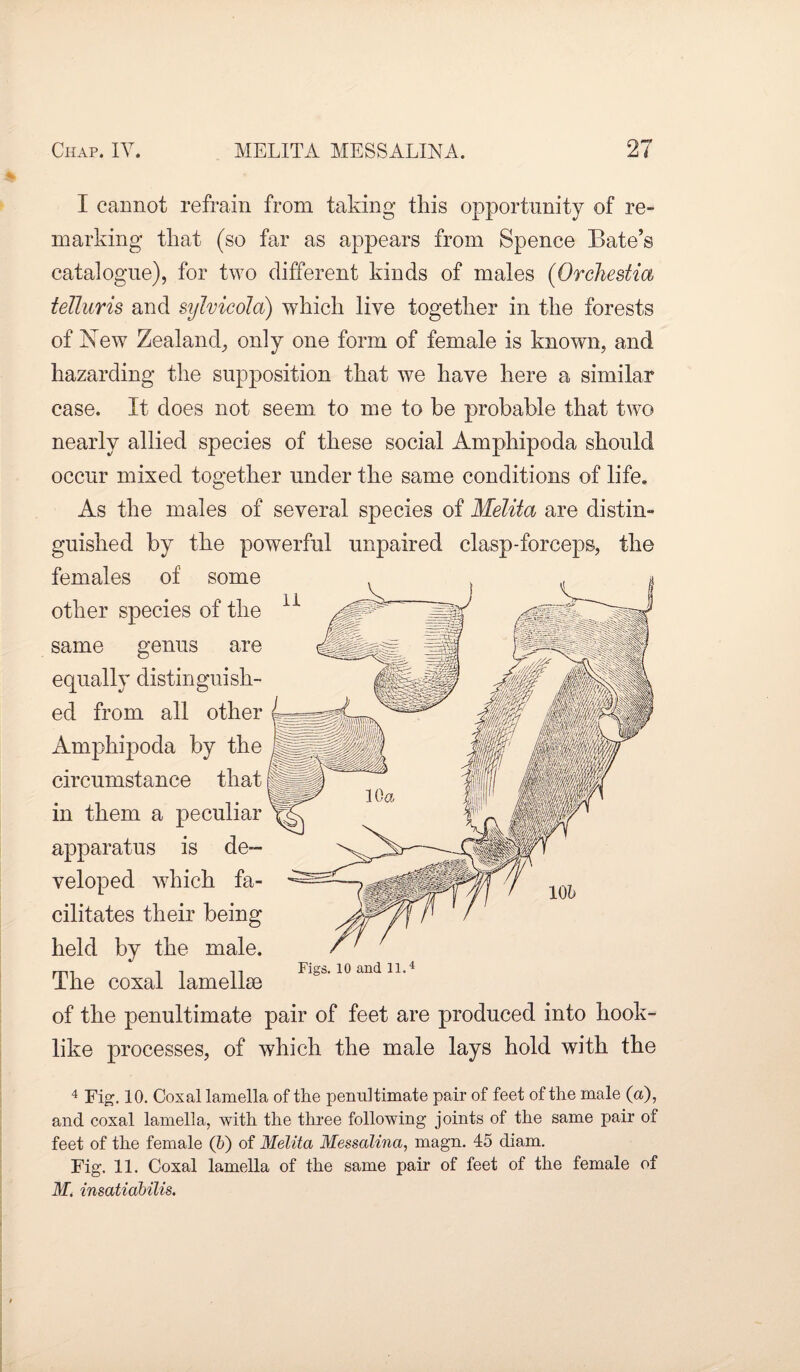 I cannot refrain from taking this opportunity of re¬ marking that (so far as appears from Spence Bate’s catalogue), for two different kinds of males (Orchestia telluris and sylvicola) which live together in the forests of Xew Zealand, only one form of female is known, and hazarding the supposition that we have here a similar case. It does not seem to me to be probable that two nearly allied species of these social Amphipoda should occur mixed together under the same conditions of life. As the males of several species of Melita are distin¬ guished by the powerful unpaired clasp-forceps, the females of some other species of the same genus are equally distinguish¬ ed from all other Amphipoda by the circumstance that in them a peculiar apparatus is de¬ veloped which fa¬ cilitates their being held by the male. The coxal lamellse of the penultimate pair of feet are produced into hook¬ like processes, of which the male lays hold with the Figs. 10 and 11.4 4 Fig. 10. Coxal lamella of the penultimate pair of feet of the male (a), and coxal lamella, with the three following joints of the same pair of feet of the female (b) of Melita Messalina, magn. 45 diam. Fig. 11. Coxal lamella of the same pair of feet of the female of M. insatiabilis.