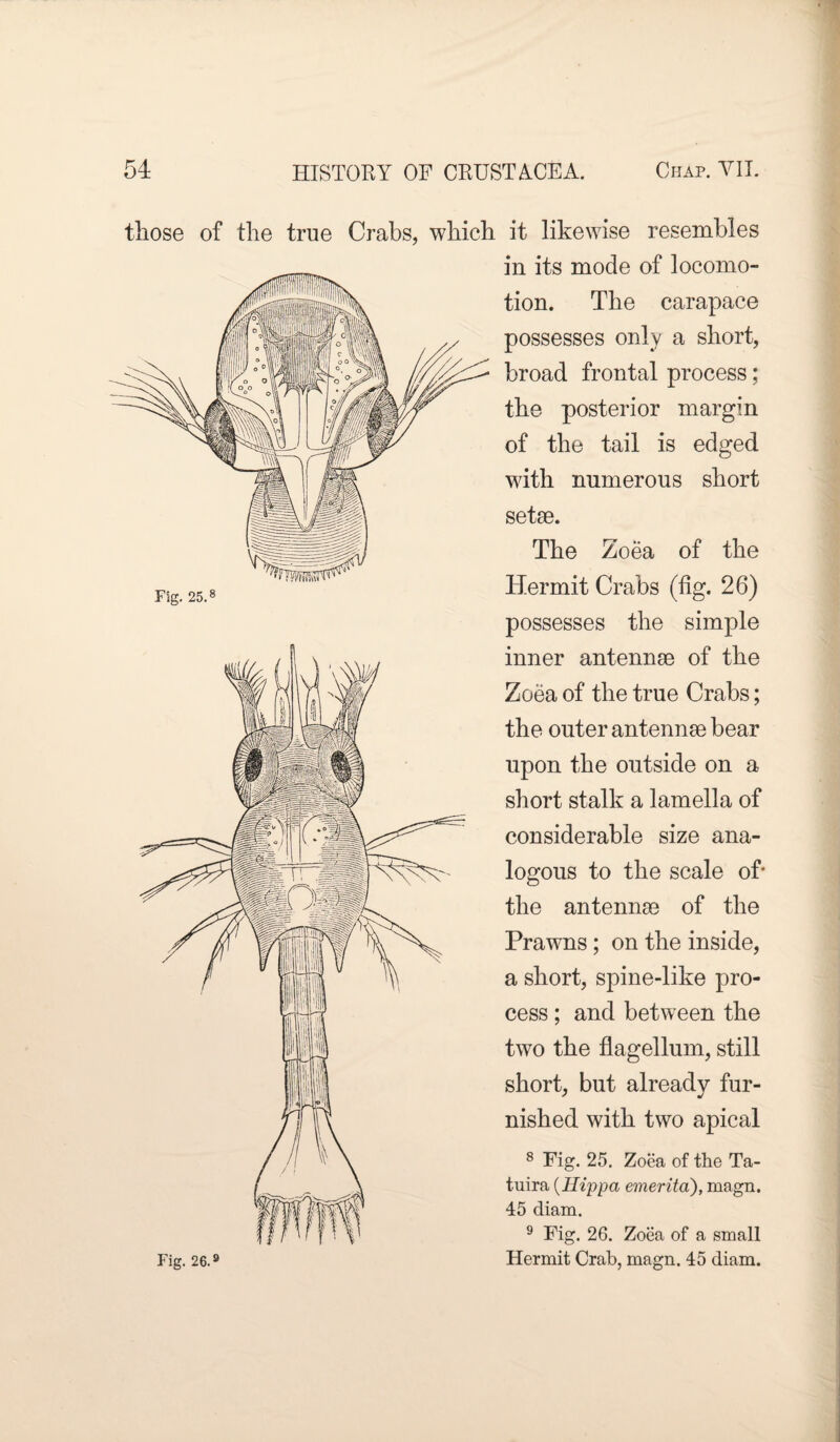 those of the true Crabs, which it likewise resembles in its mode of locomo¬ tion. The carapace possesses only a short, broad frontal process; the posterior margin of the tail is edged with numerous short setae. The Zoea of the Hermit Crabs (fig. 26) possesses the simple inner antennae of the Zoea of the true Crabs; the outer antennae bear upon the outside on a short stalk a lamella of considerable size ana¬ logous to the scale of- the antennae of the Prawns ; on the inside, a short, spine-like pro¬ cess ; and between the two the flagellum, still short, but already fur- nished with two apical 8 Fig. 25. Zoea of the Ta- tuira (Hippa emerita), magn. 45 diam. 9 Fig. 26. Zoea of a small Hermit Crab, magn. 45 diam.