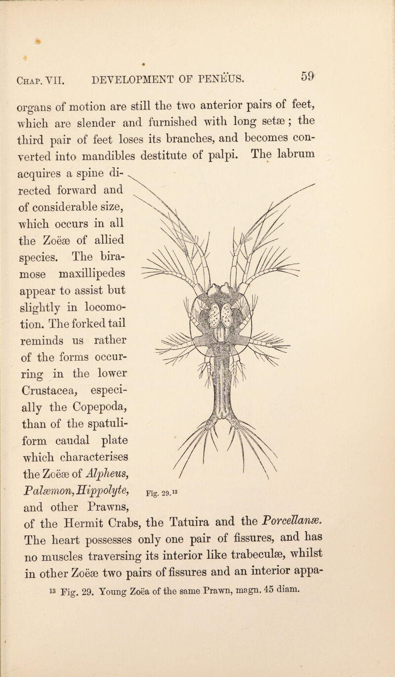 organs of motion are still the two anterior pairs of feet, which are slender and furnished with long setae ; the third pair of feet loses its branches, and becomes con¬ verted into mandibles destitute of palpi. The labrum acquires a spine di¬ rected forward and of considerable size, which occurs in all the Zoeae of allied species. The bira- mose maxillipedes appear to assist but slightly in locomo¬ tion. The forked tail reminds us rather of the forms occur¬ ring in the lower Crustacea, especi¬ ally the Copepoda, than of the spatuli- form caudal plate which characterises the Zoeae of Alplieus, Palsemon, Hippolyte, and other Prawns, of the Hermit Crabs, the Tatuira and the Porcellanfö* The heart possesses only one pair of fissures, and has no muscles traversing its interior like trabeculae, whilst in other Zoeae two pairs of fissures and an interior appa- 13 Fig. 29. Young Zoea of the same Prawn, magn. 45 diam.