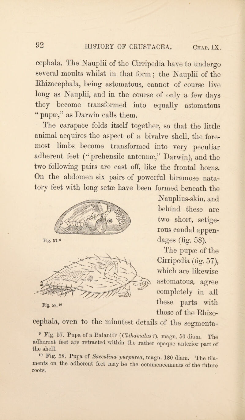 cephala. The Nauplii of the Cirripedia have to undergo several moults whilst in that form; the Nauplii of the Rhizocephala, being astomatous, cannot of course live long as Nauplii, and in the course of only a few days they become transformed into equally astomatous “ pupae,” as Darwin calls them. The carapace folds itself together, so that the little animal acquires the aspect of a bivalve shell, the fore¬ most limbs become transformed into very peculiar adherent feet (“ prehensile antennae,” Darwin), and the two following pairs are cast off, like the frontal horns. On the abdomen six pairs of powerful biramose nata¬ tory feet with long setae have been formed beneath the Nauplius-skin, and behind these are two short, setige- rous caudalappen- Fig.57.9 dages (fig. 58). The pupae of the Cirripedia (fig. 57), which are likewise astomatous, agree completely in all these parts with those of the Rhizo- cephala, even to the minutest details of the segmenta- 9 Fig. 57. Pupa of a Balanide (Chthamalus ?), magn. 50 diam. The adherent feet are retracted within the rather opaque anterior part of the shell. 10 Fig. 58. Pupa of Sacculina purpurea, magn. 180 diam. The fila¬ ments on the adherent feet may be the commencements of the future roots.