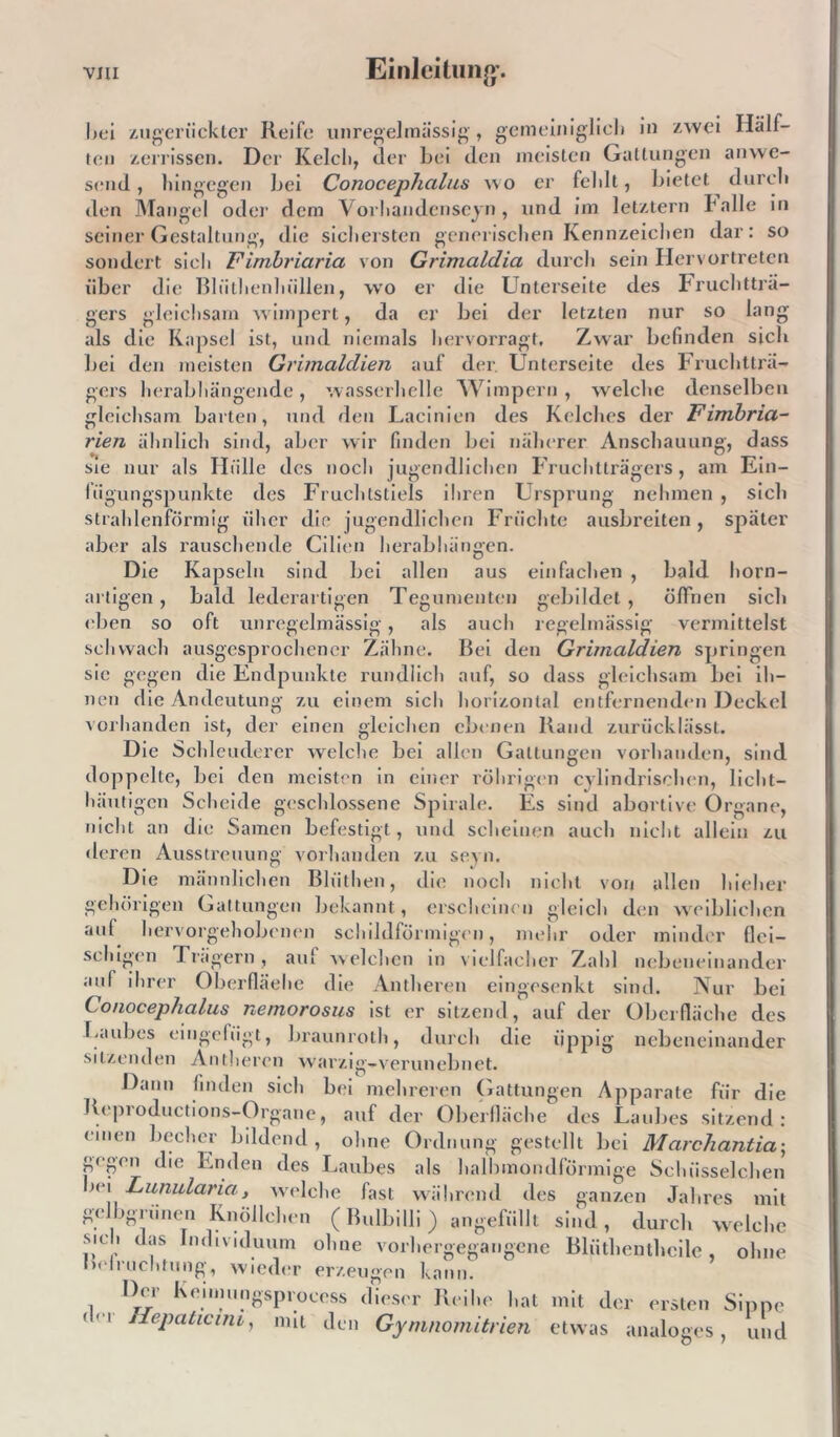 bei zuger ii ekler Reife unregelmässig, gemeiniglich in zwei Hall— ton zerrissen. Der Kelch, der bei den meisten Gattungen anwe- send , hingegen bei Conocephalus wo er fehlt, bietet durch den Mangel oder dem Vorhandensein, und im letztem balle in seiner Gestaltung, die sichersten generischen Kennzeichen dar: so sondert sich Fimbriaria von Grimaldia durch sein Hervortreten über die Bliithenlüillen, wo er die Unterseite des Fruchtträ- gers gleichsam wimpert, da er bei der letzten nur so lang als die Kapsel ist, und niemals hervorragt. Zwar befinden sich bei den meisten Grimaldien auf der. Unterseite des Fruchtträ- gers herabhängende, wasserhelle Wimpern, welche denselben gleichsam barten, und den Lacinien des Kelches der Fimbria- rien ähnlich sind, aber wir finden bei näherer Anschauung, dass sie nur als Hülle des noch jugendlichen Fruchtträgers, am Ein- fügungspunkte des Fruchtstiels ihren Ursprung nehmen , sich strahlenförmig über die jugendlichen Früchte ausbreiten, später aber als rauschende Cilien herabhängen. Die Kapseln sind bei allen aus einfachen , bald horn- artigen , bald lederartigen Tegumenten gebildet, öffnen sich eben so oft unregelmässig, als auch regelmässig vermittelst schwach ausgesprochener Zähne. Bei den Grimaldien springen sie gegen die Endpunkte rundlich auf, so dass gleichsam bei ih- nen die Andeutung zu einem sich horizontal entfernenden Deckel vorhanden ist, der einen gleichen ebenen Rand zurücklässt. Die Schleuderer welche bei allen Gattungen vorhanden, sind doppelte, bei den meisten in einer rührigen cvlindrischen, licht- häutigen Scheide geschlossene Spirale. Es sind abortive Organe, wicht an die Samen befestigt, und scheinen auch nicht allein zu deren Ausstreuung vorhanden zu seyn. Die männlichen Blüthen, die noch nicht von allen hieher gehörigen Gattungen bekannt, erscheinen gleich den weiblichen auf hervorgehobenen schildförmigen, mehr oder minder flei- schigen Trägern, auf welchen in vielfacher Zahl nebeneinander auf ihrer Oberfläche die Antheren eingesenkt sind. Nur bei Conocephalus nemorosus ist er sitzend, auf der Oberfläche des Laubes eingelügt, braunroth, durch die Üppig nebeneinander sitzenden Anthereil warzig-verunebnet. Dann linden sich bei mehreren Gattungen Apparate für die Reproductions-Organe, auf der Oberfläche des Laubes sitzend: einen beclicr bildend, ohne Ordnung gestellt bei Marchantia; gegen die Enden des Laubes als halbmondförmige Schüsselchen jei Lunularia, welche fast während des ganzen Jahres mit gelbgrünen Knöllchen (Bulbilli) angefüllt sind, durch welche sic i das Individuum ohne vorhergegangene Bliithenthcile ohne neiruchtung, wieder erzeugen kann. Der Keimungsprocess dieser Reihe hat mit der ersten Sippe i Hepaticim, nut den Gynmomitrien etwas analoges, und