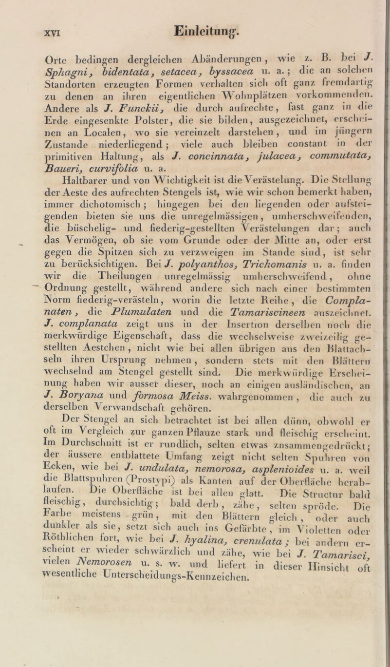 Orte bedingen dergleichen Abänderungen, wie z. B. bei J. Sp/tagni, bidentata, setacea, byssacea u. a.; die an solchen Standorten erzeugten Formen verhalten sich oft ganz fremdartig zu denen an ihren eigentlichen Wohnplätzen vorkommenden. Andere als J. Funckii, die durch aufrechte, fast ganz in die Erde eingesenkte Polster, die sie bilden, ausgezeichnet, erschei- nen an Localen, wo sie vereinzelt darstehen, und im jiingern Zustande niederliegend; viele auch bleiben constant in der primitiven Haltung, als J. concinnata, julacea, commutnta, Baueri, curvifolia u. a. Haltbarer und von Wichtigkeit ist die Verästelung. Die Stellung der Aeste des aufrechten Stengels ist, wie wir schon bemerkt haben, immer dichotomisch ; hingegen bei den liegenden oder aufslei- genden bieten sie uns die unregelmässigen , umherschweifenden, die büschelig- und fiederig-gestellten Verästelungen dar; auch das Vermögen, ob sie vom Grunde oder der Mitte an, oder erst gegen die Spitzen sich zu verzweigen im Stande sind, ist sehr zu berücksichtigen. Bei J. polyanthos, Trichomanis u. a. finden wir die Theilungen unregelmässig umherschweifend, ohne Ordnung gestellt, während andere sich nach einer bestimmten Norm fiederig-verästeln, worin die letzte Reihe, die Compla- naten, die Plumulaten und die Tamariscineen nuszeichnef. J. complanata zeigt uns in der Insertion derselben noch die merkwürdige Eigenschaft, dass die wechselweise zweizeilig ge- stellten Aesteilen , nicht wie bei allen übrigen aus den Blattach- seln ihren Ursprung nehmen , sondern stets mit den Blättern wechselnd am Stengel gestellt sind. Die merkwürdige Erschei- nung haben wir ausser dieser, noch an einigen ausländischen, an J. Boryana und formosa Meiss. wahrgenommen , die auch zu derselben Verwandschaft gehören. Der Stengel an siel» betrachtet ist bei allen dünn, obwohl er oft im Vergleich zur ganzen Pflauze stark und fleischig erscheint. Im Durchschnitt ist er rundlich, selten etwas znsammengedrückt; der äussere entblattete Umfang zeigt nicht selten Spuhren von Ecken, wie bei J. undulata, nemorosa, asplenioides u. a. weil die Blattspuhren (Prostypi) als Kanten auf der Oberfläche hcrab- lanien. Die Oberfläche ist bei allen glatt. Die Structur bald fleischig, durchsichtig; bald derb, zähe, selten spröde. Die rarbe meistens grün, mit den Blättern gleich, oder auch S-iveii a S ,S'C’ Sct/A slcl1 aucl‘ ins Gefärbte, im Violetten oder Kothhchen fort, wie bei J. hyalina, crenulata; bei andern er- scheint er wieder schwärzlich und zähe, wie bei J. Tamarisci, velen Nenwrosen u. s. w. und liefert in dieser Hinsicht oh wesentliche Lnterscheidunes-Kennzeichen