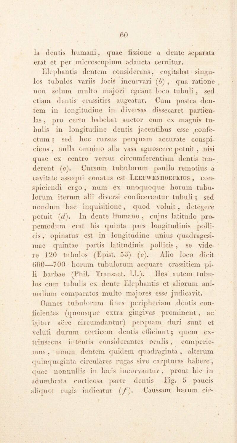 60 la dentis humani, quae fissione a dente separata erat et per microscopium adaucta cernitur. Elephantis dentem considerans, cogitabat singu- los tubulos variis locis incurvari (6) , qua ratione non solum inulto majori egeant loco tubuli , sed etiam dentis crassities augeatur. Cum postea den- tem in longitudine in diversas dissecaret particu- las , pro certo habebat auctor eum ex magnis tu- bulis in longitudine dentis jacentibus esse confe- ctum 5 sed hoc rursus perquam accurate conspi- ciens , nulla omnino alia vasa agnoscere potuit , nisi quae ex centro versus circumferentiam dentis ten- derent (c). Cursum tubulorum paulio remotius a cavitate assequi conatus est Leeuweniioeckius , con- spiciendi ergo , num ex unoquoque horum tubu- lorum iterum alii diversi conficerentur tubuli ; sed nondum hac inquisitione , quod voluit , detegere potuit (o?). In dente humano , cujus latitudo pro- pemodum erat bis quinta pars longitudinis polli- cis,' opinatus est in longitudine unius quadragesi- mae quintae partis latitudinis pollicis , se vide- re 120 tubulos (Epist. 53) (e). Alio loco dicit 600—700 horum tubulorum aequare crassitiem pi- li barbae (Phil. Transact. 1.1.). Ilos autem tubu- los cum tubulis ex dente Elephantis et aliorum ani- malium comparatos multo majores esse judicavit. Omnes tubulorum fines peripheriam dentis con- ficientes (quousque extra gingivas prominent , ac igitur aere circumdantur) perquam duri sunt et veluti durum corticem dentis efficiunt 5 quem ex- trinsecus intentis considerantes oculis , comperie- mus , unum dentem quidem quadraginta , alterum quinquaginta circulares rugas sive carpturas habere, quae nonnullis in locis incurvantur , prout hic in adumbrata corticosa parte dentis Fig. 5 paucis aliquot rugis indicatur (/’). Caussam harum cir-