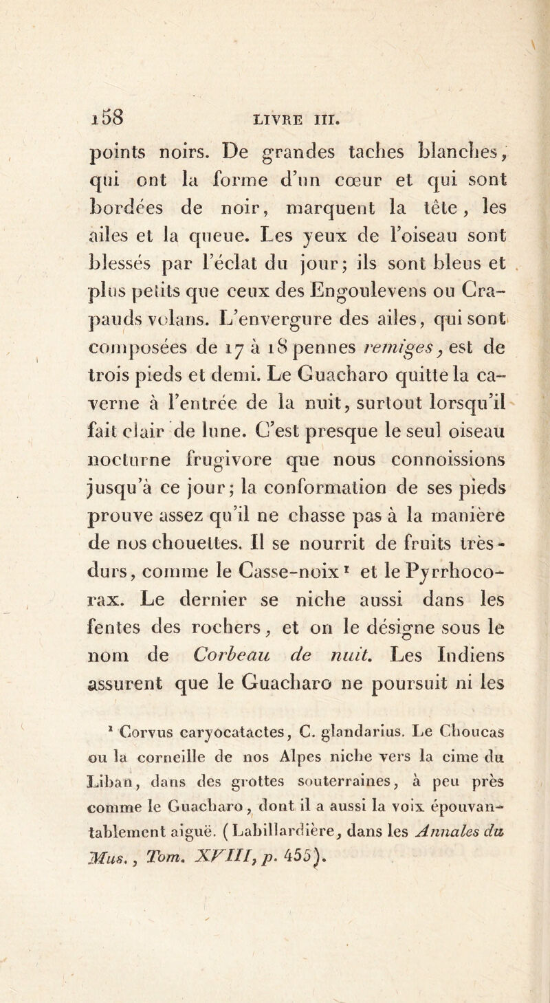 points noirs. De grandes taches blanches, qui ont la forme d’un cœur et qui sont bordées de noir, marquent la tête, les ailes et la queue. Les yeux de l’oiseau sont blessés par l’éclat du jour; ils sont bleus et plus petits cpie ceux des Engoulevens ou Cra- pauds volans. L’envergure des ailes , qui sont composées de 17 à lS pennes remigesy est de trois pieds et demi. Le Guacharo quitte la ca- verne à l’entrée de la nuit, surtout lorsqu’il fait clair de lune. C’est presque le seul oiseau nocturne frugivore que nous connoissions jusqu’à ce jour; la conformation de ses pieds prouve assez qu’il ne chasse pas à la manière de nos chouettes. Il se nourrit de fruits très- durs , comme le Casse-noix1 et lePyrrhoco- rax. Le dernier se niche aussi dans les fentes des rochers, et 011 le désigne sous le nom de Corbeau de nuit. Les Indiens assurent que le Guacharo ne poursuit ni les 1 Gorvus caryocatactes, C. glandarius. Le Choucas ou ta corneille de nos Alpes niche vers la cime du Liban, dans des grottes souterraines, à peu près comme le Guacharo, dont il a aussi la voix épouvan- tablement aiguë. ( Labillardière, dans les Annales du, Mus,, Tom. XVIII} p. 455).