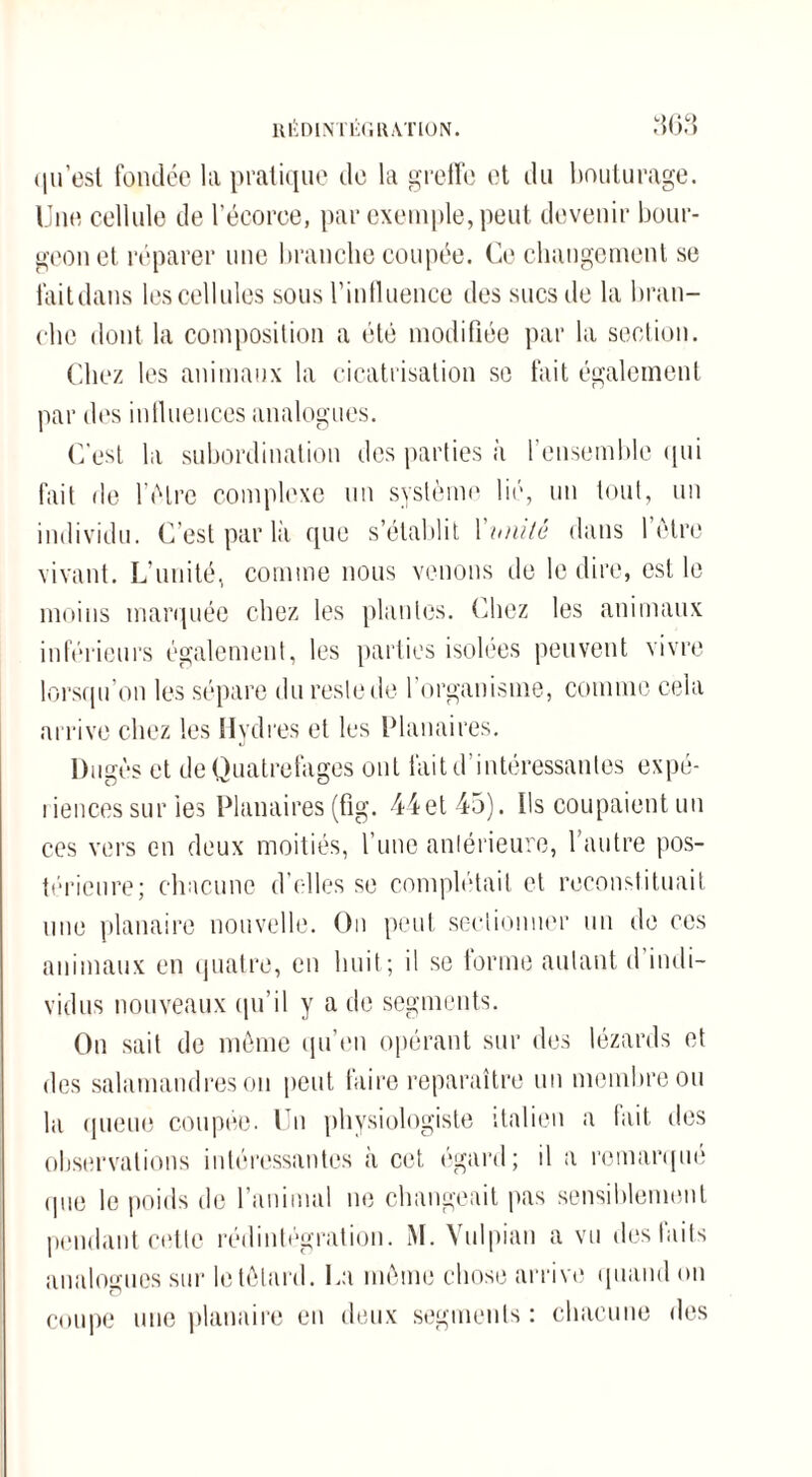 qu’est fondée la pratique de la greffe et du bouturage. Une cellule de l’écorce, par exemple, peut devenir bour¬ geon et réparer une branche coupée. Ce changement se faitdans les cellules sous l’influence des sucs de la bran¬ che dont la composition a été modifiée par la section. Chez les animaux la cicatrisation se fait également par des influences analogues. C’est la subordination des parties à l’ensemble qui fait de l'étre complexe un système lié, un tout, un individu. C’est par là que s’établit Vanité dans l’être vivant. L’unité, comme nous venons de le dire, est le moins marquée chez les plantes. Chez les animaux inférieurs également, les parties isolées peuvent vivre lorsqu’on les sépare du reste de l’organisme, comme cela arrive chez les Hydres et les Planaires. Dugès et de Quatrefages ont fait d’intéressantes expé¬ riences sur les Planaires (fig. 44et 45). Ils coupaient un ces vers en deux moitiés, l’une antérieure, l’autre pos¬ térieure; chacune d’elles se complétait et reconstituait une planaire nouvelle. On peut sectionner un de ces animaux en quatre, en huit; il se forme autant d indi¬ vidus nouveaux qu’il y a de segments. On sait de même qu’en opérant sur des lézards et des salamandres on peut faire reparaître un membre ou la queue coupée. Un physiologiste italien a fait des observations intéressantes à cet égard; il a remarqué (pie le poids de l’animal ne changeait pas sensiblement pendant cette rédintégration. M. Yulpian a vu des laits analogues sur le têtard. La même chose arrive quand on O coupe une planaire en deux segments : chacune des