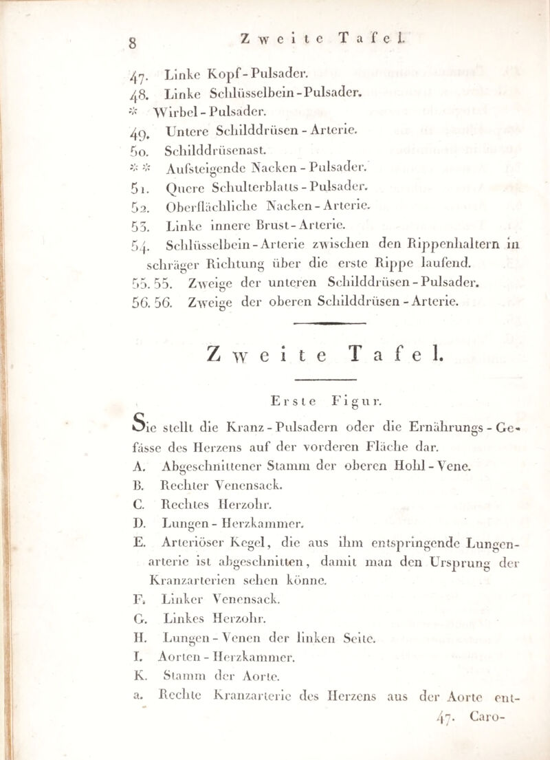 47. Linke Kopf-Pulsader. 48. Linke Schlüsselbein-Pulsader. # W irb el - P uls a d e r. 4<), Untere Schilddrüsen - Arterie. 50. Schilddrüsenast. * * Aufsteigende Nacken - Pulsader. 51. Quere Schulterblatts-Pulsader. 52. Oberflächliche Nacken - Arterie. 55. Linke innere Brust-Arterie. 54. Schlüsselbein-Arterie zwischen den Rippenhaltern in schräger Richtung über die erste Rippe laufend. 55.55. Zweige der unteren Schilddrüsen - Pulsader. 56.56. Zweige der oberen Schilddrüsen - Arterie. Zweite Tafel. Erste Figur. Sie stellt die Kranz - Pulsadern oder die Ernährungs - Ge* fasse des Herzens auf der vorderen Fläche dar. A. Abgeschnittener Stamm der oberen Hohl-Vene. B. Rechter Venensack. C. Rechtes Herzohr. D. Lungen - Herzkammer. E. Arteriöser Kegel, die aus ihm entspringende Lungen¬ arterie ist abgeschnitten, damit man den Ursprung der Kranzarterien sehen könne. F* Linker Venensack. G. Linkes Herzohr. H. Lungen-Venen der linken Seile. ö I. Aorten - Herzkammer. K. Stamm der Aorte. a. Rechte Kranzarterie des Herzens aus der Aorte ent- 47. Caro- 1 J