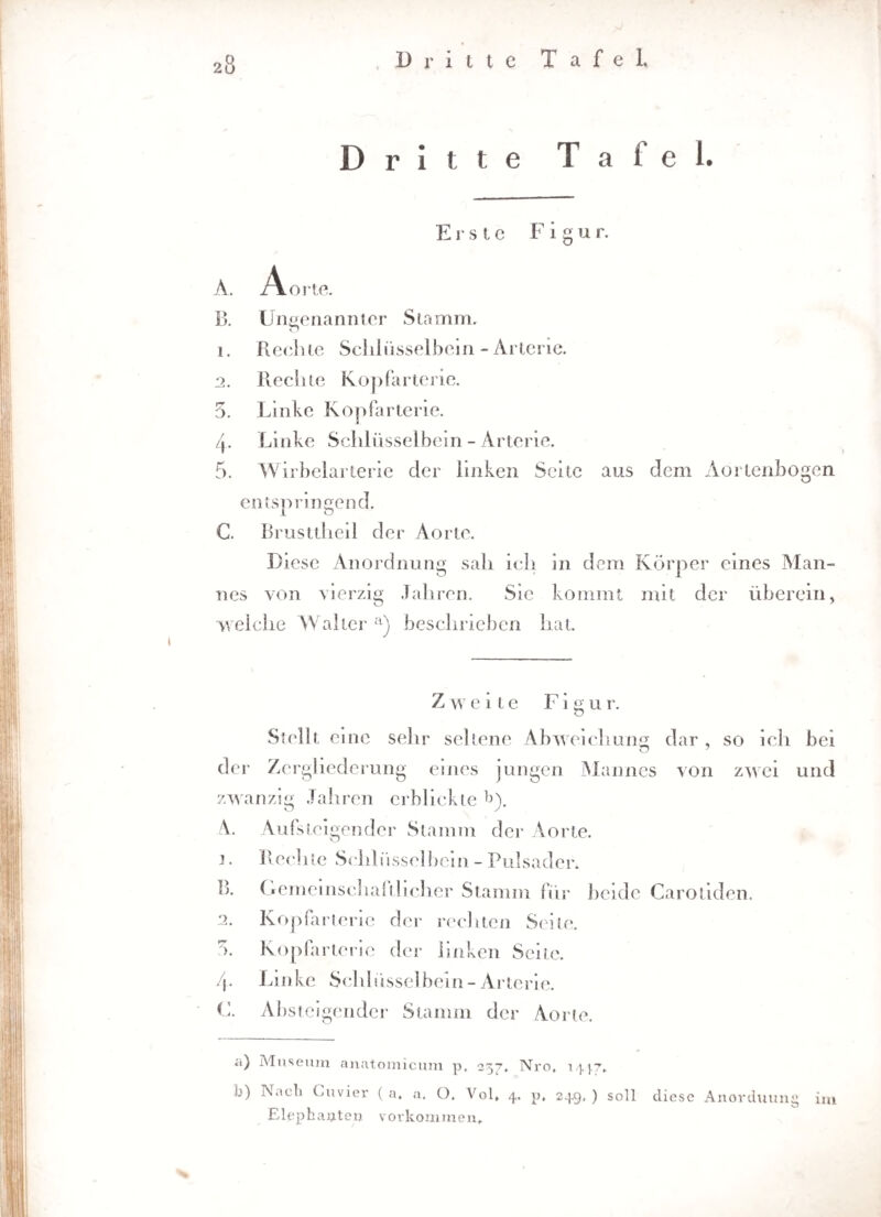 Dritte Tafel. Erste F i g u r. Ä. Aorte. B. Ungenannter Stamm. 1. Reelue Schlüsselbein - Arterie. 2. Beeilte Kopfarterie. 5. Linke Kopfarterie. 4- Linke Schlüsselbein - Arterie. 5. Wirbelarterie der linken Seite aus dem Aortenbogen entspringend. C. Brusttheil der Aorte. Diese Anordnung sah ich in dem Körper eines Man¬ nes von vierzig Jahren. Sie kommt mit der überein, weiche Walter a) beschrieben hat. Zweite Figur. Stellt eine sehr seltene Abweichung dar , so ich bei der Zergliederung eines jungen Mannes von zwei und zwanzig Jahren erblickte *>). A Aufsteigender Stamm der Aorte. 1. Bechte Schlüsselbein - Pulsader. B. Gemeinschaftlicher Stamm für beide Carotiden. 2. Kopfarterie der rechten Seite, ö. Kopfartcric der linken Seite. 4. Linke Schlüsselbein-Arterie. F. Absteigender Stamm der Aorte. a) Museum anatomicum p, 237, Nro, 14J-7. b) INacli Ouvier ( a. a. C). Vol, 4. p, 249, ) soll diese Anordnung im Eie p hauten Vorkommen.