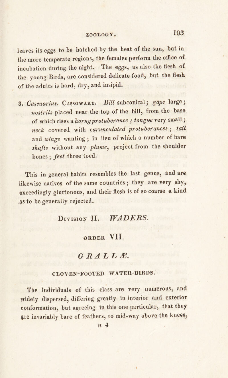 leaves its eggs to be hatched by the heat of the sun, but in the more temperate regions, the females perform the office of incubation during the night. The eggs, as also the flesh of the young Birds, are considered delicate food, but the flesh of the adults is hard, dry, and insipid. 3. Cassuarius. Cassowary. Bill subcorneal; gape large; nostrils placed near the top of the bill, from the base of which rises a horny protuberance ; tongue very small; neck covered with carunculcited protuberances; tail and wings wanting ; in lieu of which a number of bare shafts without any plume, project from the shoulder bones; feet three toed. This in general habits resembles the last genus, and are likewise natives of the same countries; they are very shy, exceedingly gluttonous, and their flesh is of so coarse a kind as to be generally rejected. Division II. WADERS. ORDER YIL G R ALL JE. CLOVEN-FOOTED WATER-BIRDS. The individuals of this class are very numerous, and widely dispersed, differing greatly in interior and exterior conformation, but agreeing in this one particular, that they $re invariably bare of feathers, to mid-way above the knee*, ii 4
