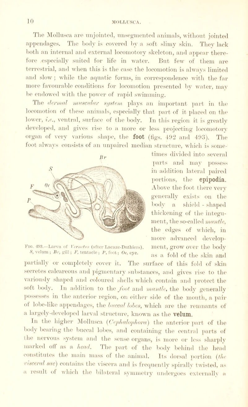 The Mollusca are unjointed, nnsegmented animals, without jointed appendages. The body is covered by a soft slimy skin. They lack both an internal and external locomotory skeleton, and appear there¬ fore especially suited for life in water. But few of them are terrestrial, and when this is the case the locomotion is always limited and slow; while the aquatic forms, in correspondence with the far more favourable conditions for locomotion presented by water, may be endowed with the power of rapid swimming. The dermal muscular system plays an important part in the locomotion of these animals, especially that part of it placed on the lower, i.e., ventral, surface of the body. Tn this region it is greatly developed, and gives rise to a more or less projecting locomotory organ of very various shape, the foot (tigs. 492 and 493). The foot always consists of an unpaired median structure, which is some- ,, times divided into several parts and may possess in addition lateral paired portions, the epipodia. Above the foot there very generally exists on the body a shield - shaped thickening of the integu¬ ment, the so-called mantle. the edges of which, in more advanced develop¬ ment, grow over the body as a fold of the skin and partially or completely cover it. The surface of this fold of skin secretes calcareous and pigmentary substances, and gives rise to the variously shaped and coloured shells which contain and protect the soft body. In addition to the foot and mantle, the body generally possesses in the anterior region, on either side of the mouth, a pair ot lobe-like appendages, the buccal lobes, which are the remnants of Fig. 193.—Larva of Ycrmcins (after Lacaze-Duthiers). S, velum ; Hr, gill; F, tentacle; P, foot; Oc, eye. a largely-developed larval structure, known as the velum. In the higher Mollusca (Cephalojihora) the anterior part of the body bearing the buccal lobes, and containing the central parts of (lie nervous system and the sense organs, is more or less sharply marked oft its a head. I he part ot the body behind the head constitutes the main mass of the animal. Its dorsal portion (tin 1 isceral sac) contains the viscera and is frequently spirallv twisted, as a result of which the bilateral symmetry undergoes external!\ a