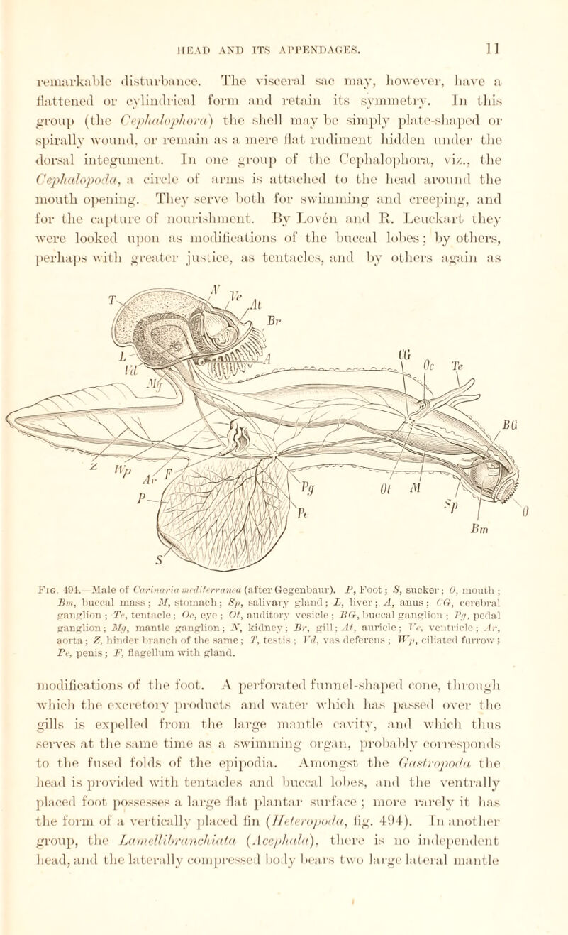 remarkable disturbance. The visceral sac may, however, have a flattened or cylindrical form and retain its symmetry. In this group (the Cepltalophora) the shell may be simply plate-shaped or spirally wound, or remain as a mere flat rudiment hidden under the dorsal integument. In one group of the Cephalophora, vi/,., the Cephalopoda, a circle of arms is attached to the head around the mouth opening. They serve both for swimming and creeping, and for the capture of nourishment. By Loven and B. Leuckart they were looked upon as modifications of the buccal lobes; by others, perhaps with greater justice, as tentacles, and by others again as Fig. 491.—Male of Carinaria m cd if err anna (after Gegcnbaur). F, Foot; S, sucker; 0, mouth; Bm, buccal mass ; M, stomach; Sp, salivary gland; L, liver; A, anus; CG, cerebral ganglion; Te, tentacle; Oc, eye; Ot, auditory vesicle; BG, buccal ganglion ; Pg, pedal ganglion; Mg, mantle ganglion; N, kidney; Br, gill; At, auricle; TV, ventricle; Jr, aorta; Z, hinder branch of the same; T, testis ; TV, vas deferens; Wp, ciliated furrow; Pc, penis; F, flagellum with gland. modifications of the foot. A perforated funnel-shaped cone, through which the excretory products and water which has passed over the gills is expelled from the large mantle cavity, and which thus serves at the same time as a swimming organ, probably corresponds to the fused folds of the epipodia. Amongst the Gastropoda the head is provided with tentacles and buccal lobes, and the ventrally placed foot possesses a large flat plantar surface ■ more rarely it has the form of a vertically placed fin ([Ileteropoda, fig. 494). In another group, the Lamellibranchiala (Acephala), there is no independent head, and the laterally compressed body bears two large lateral mantle