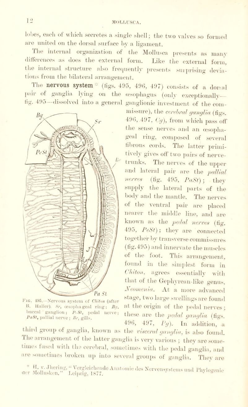 lobes, each of which secretes a single shell; the two valves so formed are united on the dorsal surface by a ligament. The internal organization of the Mollusca presents as mam- differences as does the external form. Like the external form, the internal structure also frequently presents surprisin'' devia¬ tions from the bilateral arrangement. The nervous system (tigs. 495, 496, 497) consists of a dorsal pair of ganglia lying on the (esophagus (only exceptionally_ tig. 495—dissolved into a general ganglionic investment of the com¬ missure), the cerebral ganglia (figs. 496, 497, Cg), from which pass off the sense nerves and an (esopha¬ geal ring, composed of several fibrous cords. The latter priini- tively gives off two pairs of nerve- trunks. The nerves of the upper and lateral pair are the pallial nerves (tig. 495, PaSt); they supply the lateral parts of the body and the mantle. The nerves of the ventral pair are placed nearer the middle line, and are known as the pedal nerves (fig. 495, Petit); they are connected together by transverse commissures (fig. 495) and innervate the muscles of the toot. This arrangement, found in the simplest form in Chiton, agrees essentially with that ot the CJephyrean like genus, Xeomenia. At a more advanced stage, two large swellings are found at the origin of the pedal nerves; these are the pedal ganglia (tig's. 496, 497, l'g). In addition, a third group of ganglia, known as the visceral ganglia, is also found. The arrangement of the latter ganglia is very various ; they are some- times fused with the cerebral, sometimes with the pedal ganglia, and are sometimes broken up into several groups of ganglia. They are v '{• Jhering, Vergleichende Anatomie des Nervensystems mul Phylogenie der Mollusken. Leipzig, 1877. J ° Fig. 1U5. Nervous system of Chiton (after U. Haller). Sr, oesopha goal ring; Bg, buccal ganglion; P, St, pedal nerve; PaSt, pallial nerve ; Br, gills.