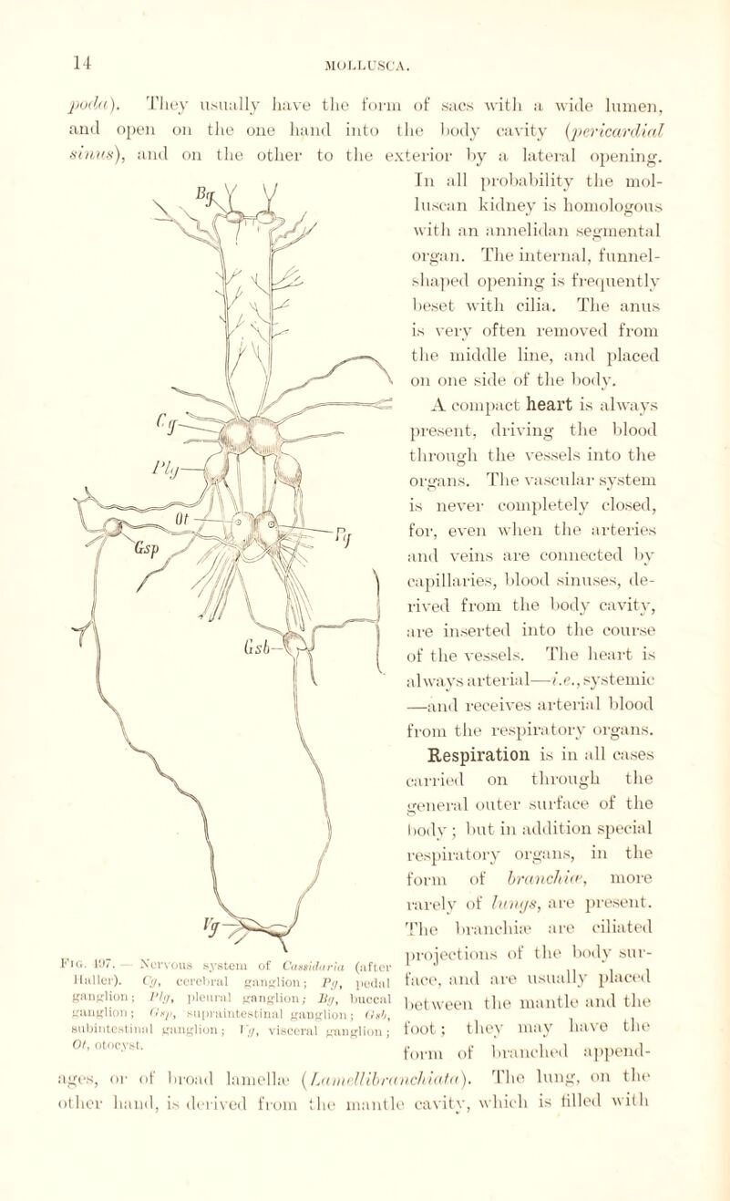 poda). They usually have the form of sacs with a wide lumen, and open on the one hand into the body cavity (pericardial sinus), and on the other to the exterior by a lateral opening. In all probability the mol- luscan kidney is homologous with an annelidan segmental organ. The internal, funnel- shaped opening is frequently beset with cilia. The anus is very often removed from the middle line, and placed on one side of the body. A compact heart is always present, driving the blood through the vessels into the organs. The vascular system is never completely closed, for, even when the arteries and veins are connected by capillaries, blood sinuses, de¬ rived from the body cavity, are inserted into the course of the vessels. The heart is always arterial—-he., systemic —and receives arterial blood from the respiratory organs. Respiration is in all cases carried on through the general outer surface of the body ; but in addition special respiratory organs, in the form of branchiae, more rarely of lungs, are present. The branchhe are ciliated ,, .. projections of the body sur- tig. iJ/. - Jservous system of Can8id<t r’m (after * J nil Muller). Cyt cerebral ganglion; Pgt pedal face, and fir© usiliilly placed gnnplion; Pig, pleural ganglion; %, buccal i)etween the mantle and the ganglion; G»pt supraintestinal ganglion; Gsb, subintestinal ganglion; I//, visceral ganglion; foot; they may have the (l'[[ ' ' 1 form of branched append¬ ages, or of broad lamella1 (Lumellibranchiata). The lung, on the other band, is derived from the mantle cavity, which is tilled with