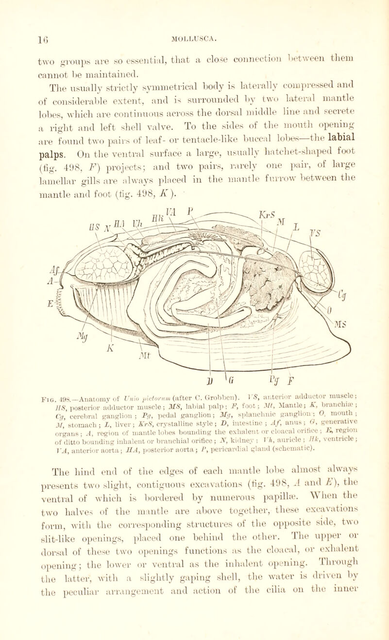 two groups are so essential, that a close connection between them cannot he maintained. The usually strictly symmetrical body is laterally compressed and of considerable extent, and is surrounded by two lateral mantle lobes, which are continuous across the dorsal middle line and secrete a right and left shell valve. To the sides of the mouth opening are found two pairs of leaf- or tentacle-like buccal lobes the labial palps. On the ventral surface a large, usually hatchet-shaped toot (fig. 498, F) projects; and two pairs, rarely one pair, of large lamellar gills are always placed in the mantle furrow between the mantle and foot (fig. 498, K). Fig 198—Anatomy of Unio jiictontin (after C. Grobben). IS, anterior adductoi muscle, IIS, posterior adductor muscle; MS, labial palp; F, foot; Mt, Mantle; A', branchial; Cq, cerebral ganglion; Ft7, pedal ganglion; Mg, splanchnic ganglion-, O, mouth; M, stomach ; A, liver; KrS, crystalline style; D, intestine ; Af, anus; G, generative organs; A, region of mantle lobes bounding the exhalent or cloacal orifice ; K, region of ditto bounding inhalent or branchial orifice; N, kidney ; I A, auricle ; //A, ventricle; I'A, anterior aorta; MA, posterior aorta; pericardial gland (schematic). The hind end of the edges of each mantle lobe almost always presents two slight, contiguous excavations (fig. 498, A and A), the ventral of which is bordered by numerous papilla*. When the two halves of the mantle are above together, these excavations form, with the corresponding structures of tlie opposite side, two slit-like openings, placed one behind the other. I he uppei 01 dorsal of these two openings functions as the cloacal, or exhalent opening; the lower or ventral as the inhalent opening, through the latter, with a slightly gaping shell, the water is driven by the peculiar arrangement and action of the cilia on the inner