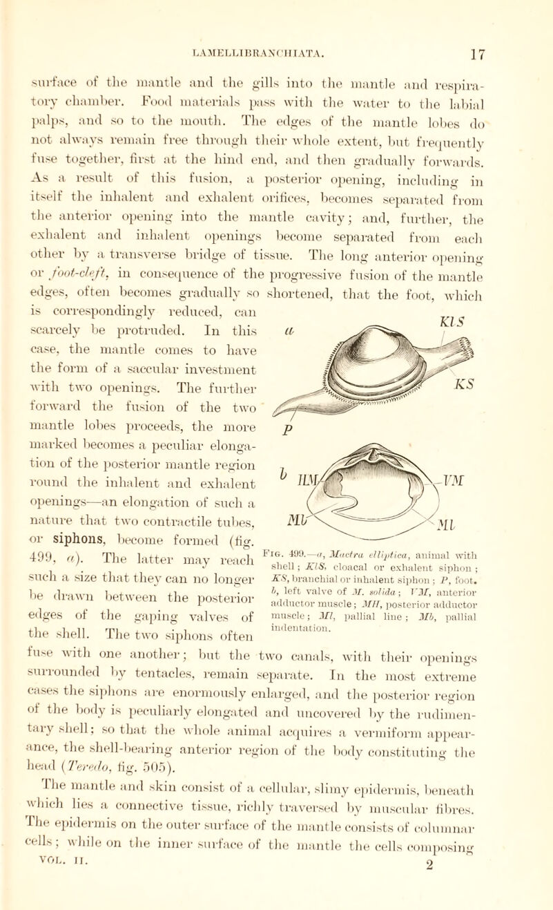 surface of the mantle and the gills into the mantle and respira¬ tory chamber. Food materials pass with the water to the labial palps, and so to the mouth. The edges of the mantle lobes do not always remain free through their whole extent, but frequently fuse together, first at the hind end, and then gradually forwards. As a result of this fusion, a posterior opening, including in itself the inhalent and exhalent orifices, becomes separated from the anterior opening into the mantle cavity; and, further, the exhalent and inhalent openings become separated from each other by a transverse bridge of tissue. The long anterior opening or foot-cleft, in consequence of the progressive fusion of the mantle edges, often becomes gradually so shortened, that the foot, which is correspondingly reduced, can scarcely be protruded. In this case, the mantle comes to have the form of a saccular investment with two openings. The further forward the fusion of the two mantle lobes proceeds, the more marked becomes a peculiar elonga¬ tion of the posterior mantle region round the inhalent and exhalent openings—an elongation of such a nature that two contractile tubes, or siphons, become formed (fig. 199, a). The latter may reach Fl?' Tf/' Mftra flii'tica< a»™«1 with such a size that they can no longer ATS, branchial or inhalent siphon; P, foot, be drawn between the posterior V,eft valve ot -v- solida; o/, anterior €<lges of the gaping valves of muscle; Ml, pallial line; Mb, pallial the shell. The two siphons often fuse with one another; but the two canals, with their openings surrounded by tentacles, remain separate. In the most extreme cases the siphons tire enormously enlarged, and the posterior region of the body is peculiarly elongated and uncovered by the rudimen- taiy shell; so that the whole animal acquires a vermiform appear¬ ance, the shell-bearing anterior region of the body constituting the head {Teredo, fig. 505). The mantle and skin consist of a cellular, slimy epidermis, beneath which lies a connective tissue, richly traversed by muscular fibres. The epidermis on the outer surface of the mantle consists of columnar cells; while on the inner surface of the mantle the cells composing VOL. IT. 2