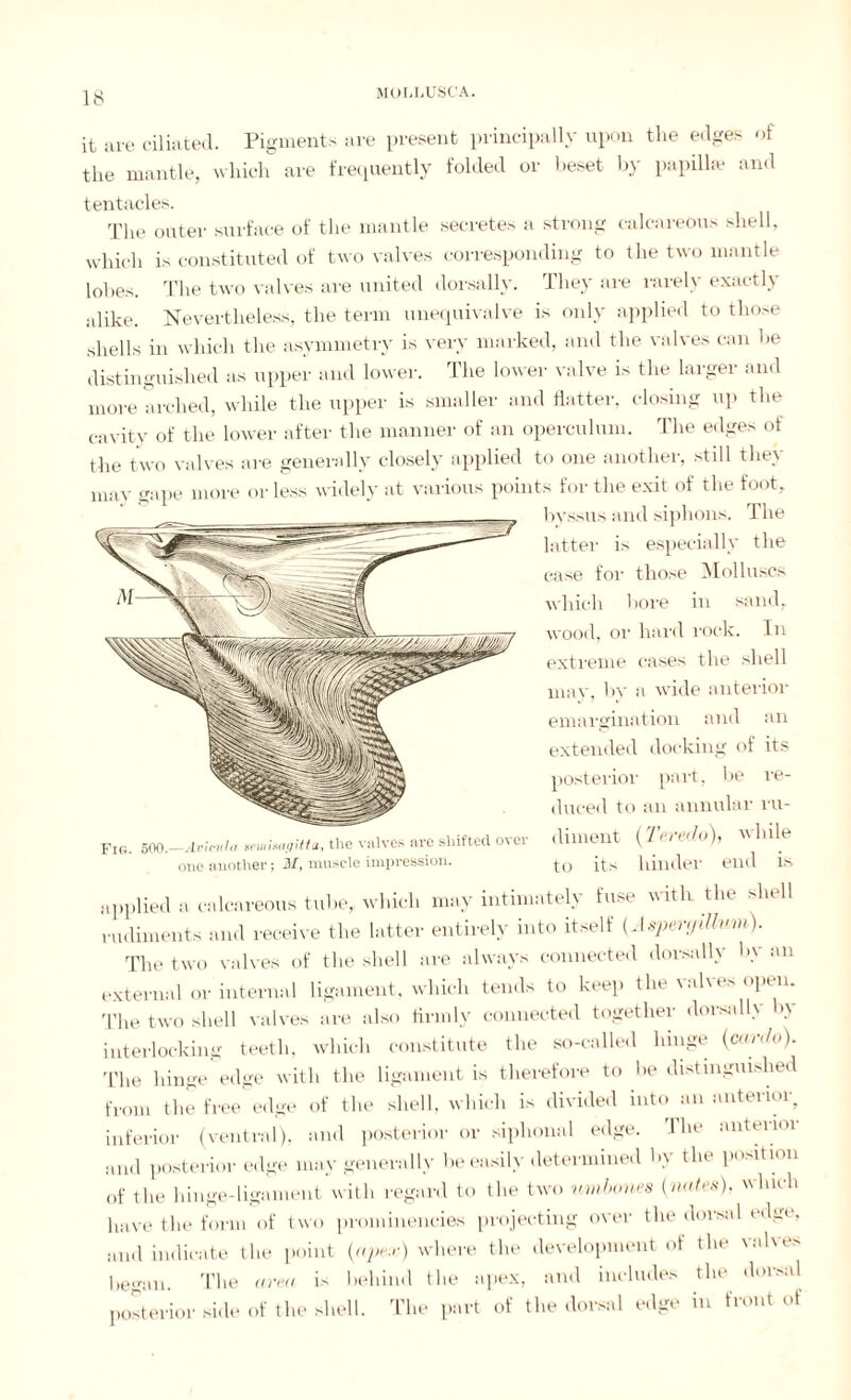 it are ciliated. Pigments are present principally upon the edges of the mantle, which are frequently folded or beset by papilla? and tentacles. The outer surface of the mantle secretes a strong calcareous shell, which is constituted of two valves corresponding to the two mantle lobes. The two valves are united dorsally. They are rarely exactly alike. Nevertheless, the term unequivalve is only applied to those shells in which the asymmetry is very marked, and the valves can he distinguished as upper and lower. The lower valve is the larger and more arched, while the upper is smaller and flatter, closing up the cavity of the lower after the manner of an operculum. The edges of the two valves are generally closely applied to one another, still they mav gape more or less widely at various points for the exit of the foot, bvssus and siphons. 1 he latter is especially the case for those Molluscs which bore in sand, wood, or hard rock. In extreme cases the shell may, by a wide anterior emargination and an extended docking of its posterior part, be re¬ duced to an annular ru¬ diment (Teredo), while to its hinder end is applied a calcareous tube, which may intimately fuse with the shell rudiments and receive the latter entirely into itself (Aspergillum). The two valves of the shell are always connected dorsally by an external or internal ligament, which tends to keep the valves open. The two shell valves are also firmly connected together dorsally >y interlocking teeth, which constitute the so-called hinge (can/o). The hinge edge with the ligament is therefore to be distinguished from the free edge of the shell, which is divided into an anterior inferior (ventral), and posterior or siphonal edge. The anterior and posterior edge may generally be easily determined by the position of the hinge-ligament with regard to the two umbones (nates), which have the form of two prominencies projecting over the dorsal edge, imd indicate the point (apex) where the development of the valves began. The area is behind the apex, and includes the dorsal posterior side of the shell. The part of the dorsal edge m front of Fir. 500.—Aeicula seniisagitfa, the valves arc shifted mer one another; M, muscle impression.