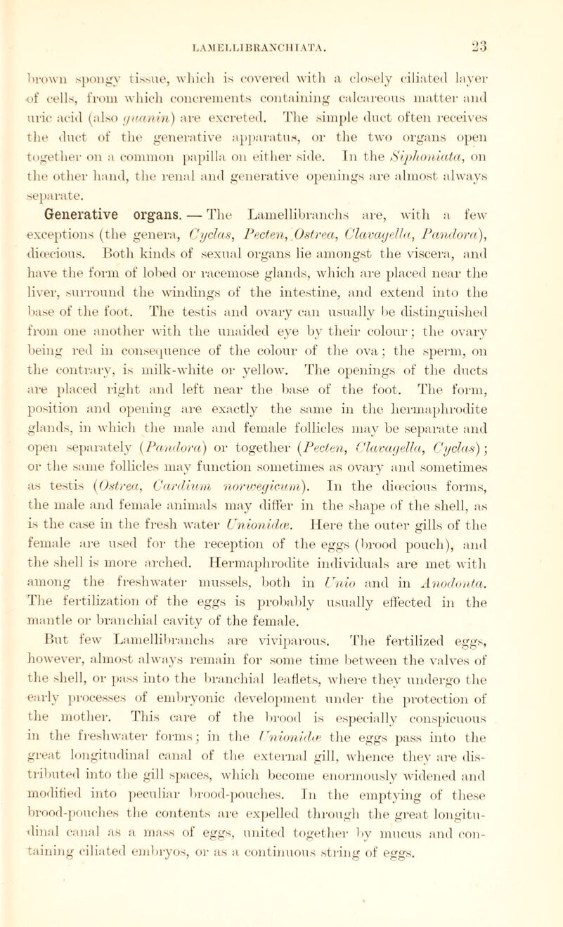 brown spongy tissue, which is covered with a closely ciliated layer of cells, from which concrements containing calcareous matter and uric acid (also yminin') are excreted. The simple duct often receives the duct of the generative apparatus, or the two organs open together on a common papilla on either side. In the Siphoniata, on the other hand, the renal and generative openings are almost always separate. Generative organs. — The Lamellibranchs ai'e, with a few exceptions (the genera, Cyclas, Pecten,_Ostrea, Clavayella, Pandora), dioecious. Both kinds of sexual organs lie amongst the viscera, and have the form of lobed or racemose glands, which are placed near the liver, surround the windings of the intestine, and extend into the base of the foot. The testis and ovary can usually be distinguished from one another with the unaided eye by their colour; the ovary being red in consequence of the colour of the ova; the sperm, on the contrary, is milk-white or yellow. The openings of the ducts are placed light and left near the base of the foot. The form, position and opening are exactly the same in the hermaphrodite glands, in which the male and female follicles may be separate and open separately (Pandora) or together (Pecten, Clavayella, Cyclas); or the same follicles may function sometimes as ovary and sometimes as testis (iOstrea, Cardium norweyicuin). In the dioecious forms, the male and female animals may differ in the shape of the shell, as is the case in the fresh water Unionidee. Here the outer gills of the female are used for the reception of the eggs (brood pouch), and the shell is more arched. Hermaphrodite individuals are met with among the freshwater mussels, both in Unio and in Anodonta. The fertilization of the eggs is probably usually effected in the mantle or branchial cavity of the female. But few Lamellibranchs are viviparous. The fertilized eggs, however, almost always remain for some time between the valves of the shell, or pass into the branchial leaflets, where they undergo the early processes of embryonic development under the protection of the mother. This care of the brood is especially conspicuous in the freshwater forms; in the Unionidee the eggs pass into the great longitudinal canal of the external gill, whence they are dis¬ tributed into the gill spaces, which become enormously widened and modified into peculiar brood-pouches. In the emptying of these brood-pouches the contents are expelled through the great longitu¬ dinal canal as a mass of eggs, united together by mucus and con¬ taining ciliated embryos, or as a continuous string of eggs.