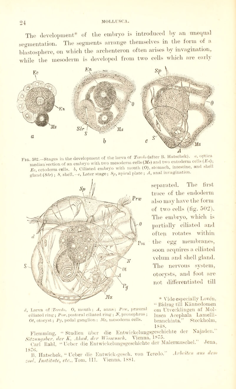 The development* of the embryo is introduced by an unequal segmentation. The segments arrange themselves in the form of a blastosphere, on which the archenteron often arises by invagination, while the mesoderm is developed from two cells which are early FIG 502 -Stages in the development of the larva of Teredo (after B. Hatscliek). «.optica median'section of an embryo with two mesoderm cells (AT*) and two entoderm tells (i-0, Ec ectoderm cells. I, Ciliated embryo with mouth (O), stomach, intestine, and she gland (Sdr) • S, shell. —e, Later stage; St>, apical plate ; A, anal invagination. il. Larva of Teredo. 0, mouth; A, anus; Prw, prteorftl ciliated ring; Potc, postoral ciliated ring ; N, pronephros ; Ot, otocyst; lJij, pedal ganglion : Ah, mesoderm cells. separated. The first trace of the endoderm also may have the form of two cells (tig. 502), The embryo, which is partially ciliated and often rotates within the egg membranes, soon acquires a ciliated velum and shell gland. The nervous system, otocysts, and foot are not differentiated till * Vide especially Lovön, •• Bidrag till Kiinnedomen om Utvecklingen af Mol¬ lusca Acephala Lamelli- branchiata. Stockholm, ists. Flemming, Studien über die Kntwickelungsgesyhichte dev Najadon. Sitzvnr/xber. der A. Altai. der Wixxemeh. Vienna. 1S75. Carl Rabl, “Ucber die Entwickelungsgeschichte der Malermuschel. Jena. Ü. Hatschek, “ Ueber die Entwick-gescli. von Teredo. Arbeiten uns den, ;onl. Institute, etc., Tom. III. Vienna. lsSl.