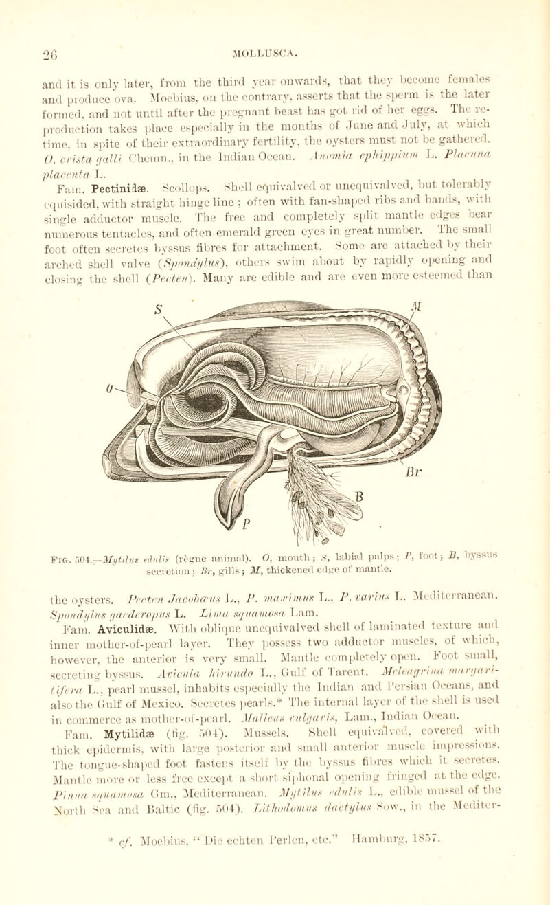 and it is only later, from the third year onwards, that they become females and produce ova. Moebius, on the contrary, asserts that the sperm is the later formed, and not until after the pregnant beast has got rid of her eggs. The re¬ production takes place especially in the months of June and July, at which time, in spite of their extraordinary fertility, the oysters must not be gathered. O. crista yaUi Chemn., in the Indian Ocean. Anemia cpliipp/mii L. Placnnn placenta L. Favn. Pectinilae. Scollops. Shell 6C]uivalved or unccjuivalvcd, but tolciuM} equisided, with straight hinge line ; often with fan-shaped ribs and bands, with single adductor muscle. The free and completely split mantle edges bear numerous tentacles, and often emerald green eyes in great number. The small foot often secretes byssus fibres for attachment. Some are attached by their arched shell valve (Spondylus), others swim about by rapidly opening and closing the shell (Preten)- Many are edible and are even more esteemed than Fig. 50i.—ihjtilm edulis (regne animal). 0, moutli j S, labial palps; foot; B, byssus secretion ; Brt gills ; A/, thickened edge of mantle. the oysters. Prrtru JacnTtccus b.. F. vm-rivivs L.. F.vaviu* b. Mcditeitanean. Spondylus yarderopus b. Lima gyiuimoxa I.am. Kam. Aviculidae. With oblique unequivalved shell of laminated texture and inner mother-of-pearl layer. They possess two adductor muscles, of which, however, the anterior is very small. Mantle completely open, hoot small, secreting byssus. Axicnla hirundo b.. Gulf ot lareut. Mrlrnyrina nmryari- t if era b., pearl mussel, inhabits especially the Indian and Persian Oceans, and also the Gulf of Mexico. Secretes pearls.* The internal layer of the shell is used in commerce as mother-of-pearl. Müllen* rubjn/'/*. Lam., Indian Ocean. Kam. Mytilidse (tig. 501). Mussels. Shell equivalved, covered with thick epidermis, with large posterior and small anterior muscle impressions. The tongue-shaped foot fastens itself by the byssus fibres which it secretes. Mantle more or less free except a short siphonal opening fringed at the edge. Pimm squamosa Gm., Mediterranean. Mytilu.< r/hilhi 1... edible mussel ot the North Sea and Baltic (fig. r><>4). Lithnlomvx dnctylus Sow., in the Mcditcr- * <•/'. Moebius, “ Die echten Perlen, etc.'’ Hamburg, 1857.