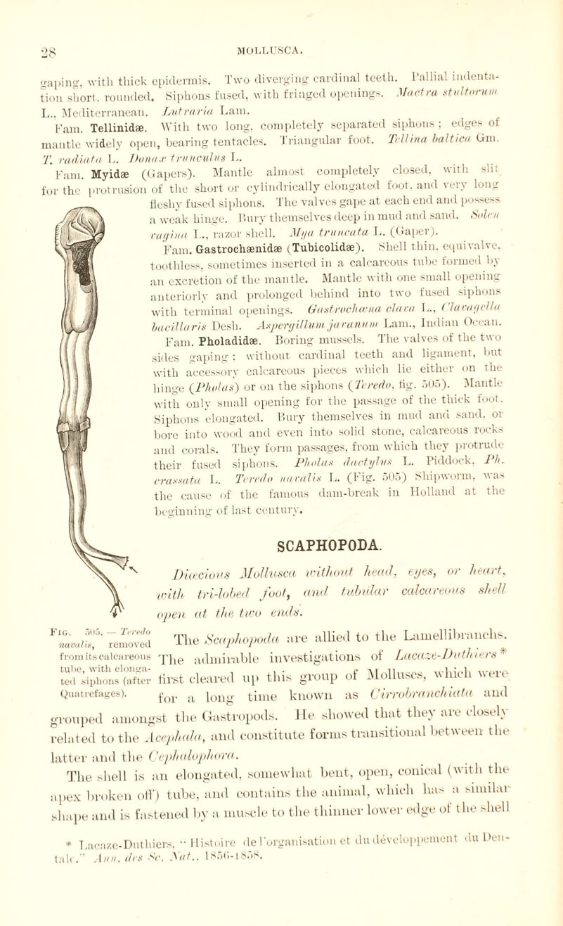gaping, with thick epidermis. Two diverging cardinal teeth. Pallial indenta¬ tion short, rounded. Siphons fused, with fringed openings. Mantra stultovum L.. Mediterranean. Lntraria Lam. Fain. Tellinidae. With two long, completely separated siphons ; edges of mantle widely open, bearing tentacles. Triangular foot. T llina balticu Gm. T. radinta L. Donax trunculvs L. Pam. Myidae (Gapers). Mantle almost completely closed, with slir for the protrusion of the short or cylindrically elongated foot, and very long fleshy fused siphons. The valves gape at each end and possess a weak hinge. Bury-themselves deep in mud and sand. Solen vagina I... razor shell. Mga trnncata L. (Gaper). Pam. Gastrochaenidae (Tubicolidae). Shell thin, equivalve, toothless, sometimes inserted in a calcareous tube formed by an excretion of the mantle. Mantle with one small opening anteriorly and prolonged behind into two fused siphons with terminal openings, tiastrocliccna clava I.., Clavagclla bacillar is Desh. Aspergillum jaranum Lam., Indian Ocean. Fain. Pholadidse. Boring mussels. The valves of the two sides gaping: without cardinal teeth and ligament, but with accessorv calcareous pieces which lie either on the hinge (Phoi a s') or on the siphons {Teredo, tig. 505). Mantle with only small opening for the passage of the thick foot. Siphons elongated. Bury themselves in mud and sand, or bore into wood and even into solid stone, calcareous rocks and corals. They form passages, from which they protrude their fused siphons. Pholas dactyl vs L. Piddock, l'h. crassata L. Teredo naralis L. (Fig. 505) Shipworm, was the cause of the famous dam-break in Holland at the beginning of last century, SCAPH0P0DA. Dioecious Mollusca without head, eyes, or heart, ■with tri-lobed foot, and tabular calcareous shell open at the two ends. r“L Torn««! The Scap/iopoda »re allied to the Umellihranehr from its calcareous *pjie admirable investigations of Lacaze-Duthiers SÄ first cleared up this group of Molluscs, which were Quatrefages). for a i011„. time known as Cirrobranchiata and grouped amongst the Gastropods. He showed that they are closely related to the Acephala, and constitute forms transitional between the latter and the Cephalophora. The shell is an elongated, somewhat bent, open, conical (with the apex broken oflf) tube, and contains the animal, which has a similar shape and is fastened by a muscle to the thinner lower edge of the shell * Lacaze-Duthiers, Histoire de 1 'organisation et du developpoment du Den¬ ude.” Ann. des Sc. Xat.. 185<i-l858.