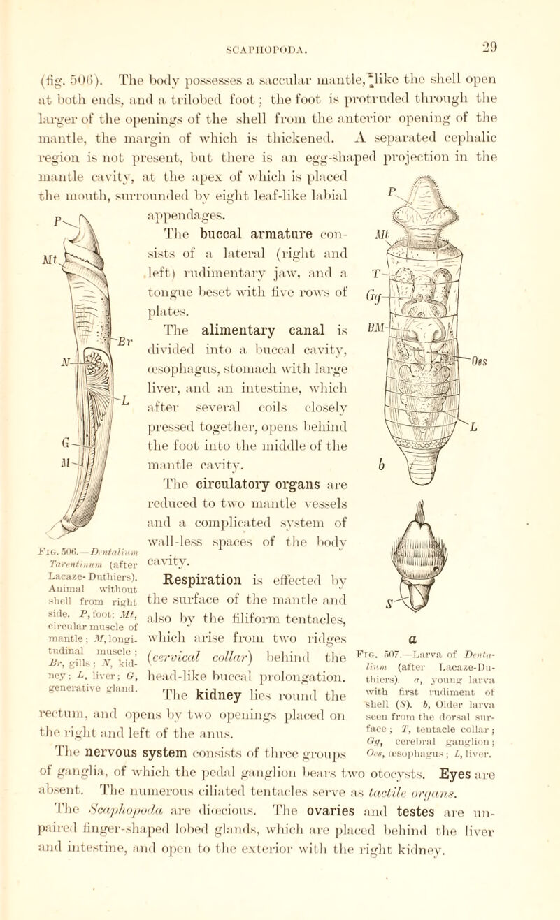 SCAPIIOPODA. 2!) (fig. 506). The body possesses a saccular mantle, “like the shell open at both ends, and a trilobed foot; the foot is protruded through the larger of the openings of the shell from the anterior opening of the mantle, the margin of which is thickened. A separated cephalic region is not present, but there is an egg-shaped projection in the mantle cavity, at the apex of which is placed the mouth, surrounded by eight leaf-like labial appendages. The buccal armature con¬ sists of a lateral (right and left) rudimentary jaw, and a tongue beset with live rows of The alimentary canal is divided into a buccal cavity, oesophagus, stomach with large liver, and an intestine, which after several coils closely pressed together, opens 1 lehind the foot into the middle of the mantle cavity. The circulatory organs are reduced to two mantle vessels and a complicated system of wall-less spaces of the body Fig. 500.—Drntaliam Tarent mum (after CMVlty. Lacaze- Dnthiers). Respiration is effected by Animal without J shell from right the surface of the mantle and skie. p, foot; Mf, also bv the filiform tentacles, circular muscle of b j mantle; m,longi. which arise from two ridges a (cervical collar) behind the Fig- 507—Larva of Denta- Jir, gills; A, kid- v ' . Hum. (after Lacaze-Du- ney; l, liver; G, head-like buccai prolongation. —■> - ->. generative gland. ml , • , , 1 lie kidney lies round the rectum, and opens by two openings placed on the right and left of the anus. The nervous system consists of three groups of ganglia, of which the pedal ganglion bears two otocysts. Eyes are absent. The numerous ciliated tentacles serve as tactile oraans. The Scaphopoda are direcious. The ovaries and testes are un¬ paired finger-shaped lobed glands, which are placed behind the liver and intestine, and open to the exterior with the right kidney. thiers). a, young larva with first rudiment of shell (S’), b. Older larva seen from the dorsal sur¬ face ; T, tentacle collar ; Gg, cerebral ganglion; Oca, oesophagus; L, liver.