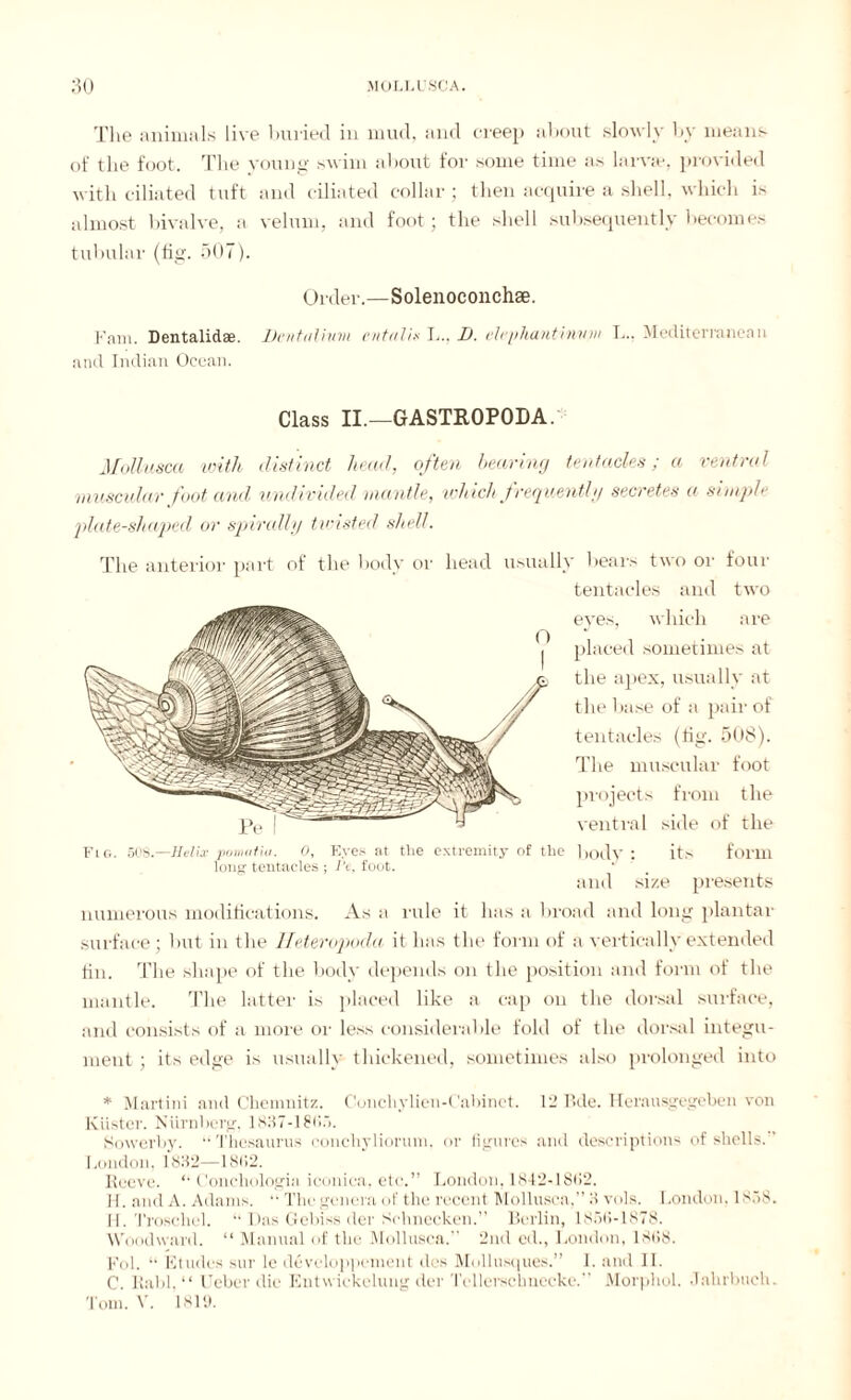 The animals live bailed in mud, and creep about slowly by means of tlie foot. The voting swim about for some time as larvae, provided with ciliated tuft and ciliated collar ; then acquire a shell, which is almost bivalve, a velum, and foot; the shell subsequently becomes tubular (tig. 507). Order.—Solenoconchse. Fain. Dentalidae. Hentulhon entalix L.. D. elephantinvm L., Mediterranean and Indian Ocean. Class II.—GASTROPODA. Mollusca with distinct head, often bearing tentacles; a ventral muscular foot and undivided mantle, which frequently secretes a simple plate-shaped or spiralig twisted shell. The anterior part of the body or head usually bears two or four tentacles and two eyes, which are placed sometimes at the apex, usually at the base of a pair of tentacles (tig. 508). The muscular foot projects from the ventral side of the its form size presents As a rule it has a broad and long plantar surface ; but in the lleteropoda it has the form of a vertically extended tin. The shape of the body depends on the position and form of the mantle. The latter is placed like a cap on the dorsal surface, and consists of a more or less considerable told of the dorsal integu- Fig. 508.—Helix pomatia. 0, long tentacles numerous modifications. Eyes at tlie extremity of the body ; Pc, foot. and ment ; its edge is usually thickened, sometimes also prolonged into * Martini and Chemnitz. Conchylien-C'abinct. 12 Bde. Herausgegeben von Küster. Nürnberg, 1837-18<>.“>. Sowerby. ‘‘Thesaurus conchyliorum. or figures and descriptions of shells. ’ London, 1832—18(12. Reeve. “ Conchologia iconiea, etc.” London, 1842-1802. H. and A. Adams. “ The genera of the recent Mollusca,” 3 vols. London. 1838. II. Trosehel. “ Das Gebiss der Schnecken.” Berlin, 183(1-1878. Woodward. “ Manual of the Mollusca.” 2nd cd., London, 18(18. Kol. “ Etudes sur le devcloppement des Mollusques.” I. and 11. C. Raid. “ Uebcr die Entwickelung der Tellerschuecke.” Morphol. Jahrbuch. Tom. V. 1819.
