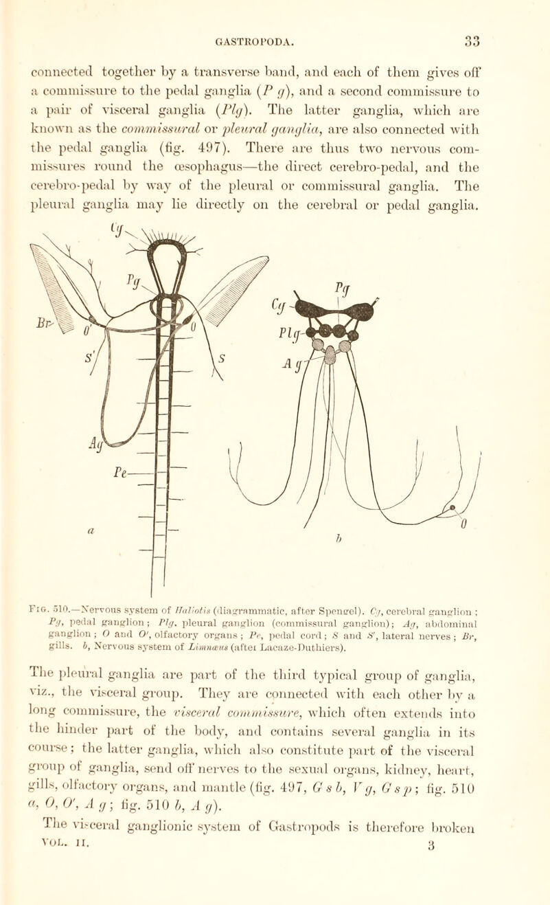 connected together by a transverse band, and each of them gives off a commissure to the pedal ganglia (P g), and a second commissure to a pair of visceral ganglia (Ply). The latter ganglia, which are known as the commissural or pleural ganglia, are also connected with the pedal ganglia (tig. 497). There are thus two nervous com¬ missures round the oesophagus—the direct cerebro-pedal, and the cerebro-pedal by way of the pleural or commissural ganglia. The pleural ganglia may lie directly on the cerebral or pedal ganglia. Fig. 510.—Nervous system of Ifaliotis (diagrammatic, after Speneel). Cg, cerebral ganglion ; Pg, pedal ganglion; Pig, pleural ganglion (commissural ganglion); Ag, abdominal ganglion; O and O', olfactory organs ; Pe, pedal cord; S and S', lateral nerves; Br, gills, b. Nervous system of Llmna-us (after Lacaze-Duthiers). The pleural ganglia are part of the third typical group of ganglia, viz., the visceral group. They are connected with each other by a long commissure, the visceral commissure, which often extends into the hinder part of the body, and contains several ganglia in its course; the latter ganglia, which also constitute part of the visceral group of ganglia, send off nerves to the sexual organs, kidney, heart, gills, olfactory organs, and mantle (fig. 497, G sb, Vg, Gsp ; fig. 510 a, 0, O', A g- fig. 510 b, A g). The visceral ganglionic system of Gastropods is therefore broken VOL. II.
