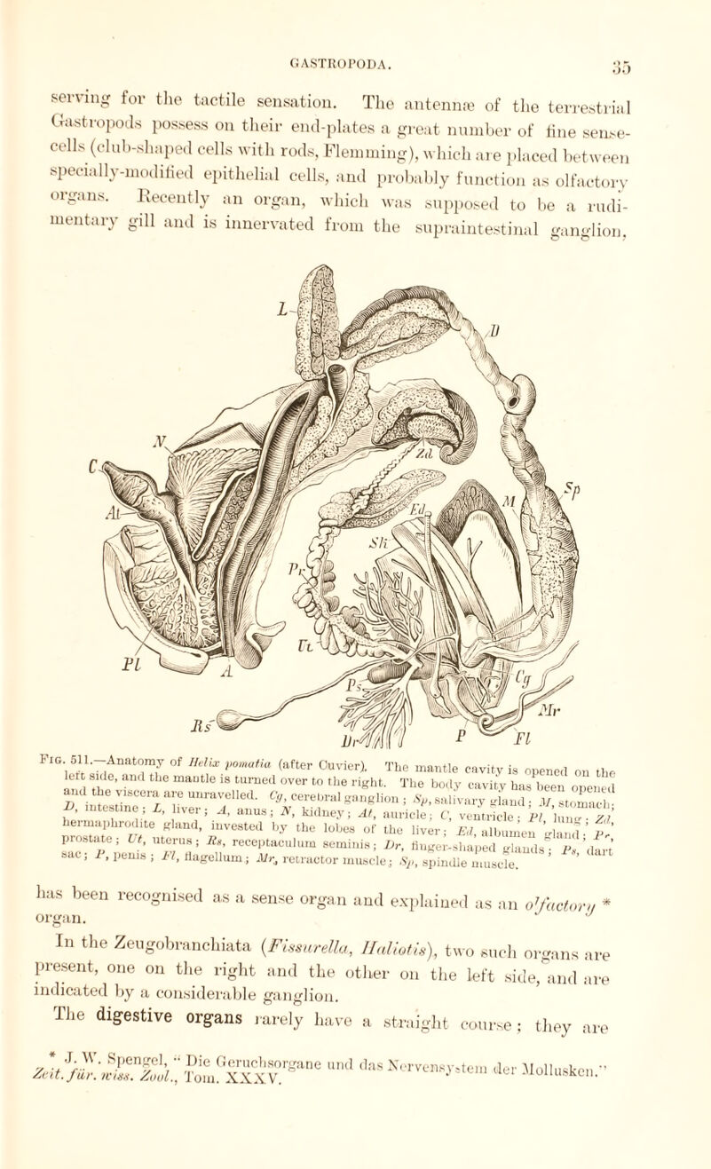 serving for the tactile sensation. The antennae of the terrestrial Gastropods possess on their end-plates a great number of fine sense- cells (club-shaped cells with rods, Flemming), which are placed between specially-modified epithelial cells, and probably function as olfactory organs. Recently an organ, which was supposed to be a rudi¬ mentary gill and is innervated from the supraintestinal ganglion, Fig 511. Anatomy of Helix pomatia (after Cuvier). The mantle cavity is opened on tl lert side, and the mantle is turned over to the right. The body cavity hasYeen open, and the viscera are unravelled. Cg, cerebral ganglion : ,S>, salivary gland • V stoma A intestine; L, hver; A, anus; N, kidney; At, auricle; C, ventricle P tinnaz hermaphrodite gland, invested by the lobes of the liver; Ed, albumen ’Jan!’ P prostate; It, uterus; Es, reeeptaculum seminis; Dr, finger-shaped glands i\ ’da sac; P, penis; FI, flagellum; Air, retractor muscle,; spindle muscfe ’ has been recognised as a sense organ and explained as an o’factor,, * organ. J In the Zeugobranchiata (Fissurella, Ilaliotisf two such organs are present, one on the right and the other on the left side, and are indicated by a considerable ganglion. The digestive organs rarely have a straight course; they are v *„ J;.W- SPen£el>  Die Geruchsorgane und das N ervensystein der Mollusken.”