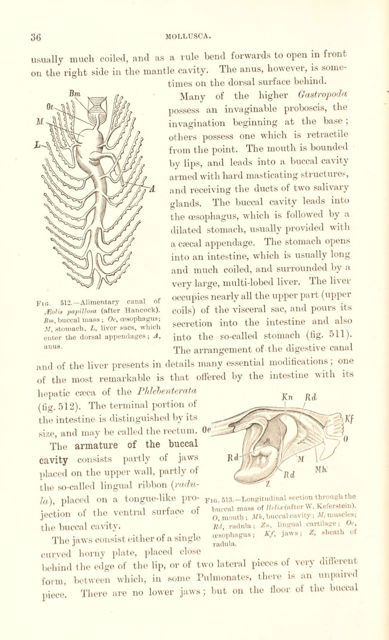 usually much coiled, and as a rule bend forwards to open in front on the right side in the mantle cavity. The anus, however, is some¬ times on the dorsal surface behind. Many of the higher Gastropoda possess an invaginable proboscis, the invagination beginning at the base ; others possess one which is retractile from the point. The mouth is bounded by lips, and leads into a buccal cavity armed with hard masticating structures, and receiving the ducts of two salivary lands. The buccal cavity leads into the oesophagus, which is followed by a dilated stomach, usually provided with a c;ecal appendage. The stomach opens into an intestine, which is usually long and much coiled, and surrounded by a very large, multi-lobed liver. The liver occupies nearly all the upper part (upper coils) of the visceral sac, and pours its secretion into the intestine and also into the so-called stomach (tig. 511). The arrangement of the digestive canal and of the liver presents in details many essential modifications; one of the most remarkable is that offered by the intestine with its hepatic cfeca of the Pldehenterata (fig. 512). The terminal portion of the intestine is distinguished by its size, and may be called the rectum. 0f> The armature of the buccal cavity consists partly of jaws placed on the upper wall, partly of the so-called lingual ribbon (radu¬ la), placed on a tongue-like pro¬ jection of the ventral surface of the buccal cavity. The jaws consist either of a single curved horny plate, placed close behind the edge of the lip, or of two lateral pieces of very different form, between which, in some Pulmonates, there is an unpaired piece. There are no lower jaws; but on the floor ot the buccal Fig. 512.—Alimentary canal of JEolu papillosa (after Hancock). Bm, buccal mass ; Oe, oesophagus; M, stomach, L, liver sacs, which enter the dorsal appendages; A, anus. Fio. 513.—Longitudinal section through the buccal mass of Helix (after W. Keferstein). O, mouth; Mh, buccal cavity; M, muscles; lid radula; Zn, lingual cartilage; Or, oesophagus; KJ\ jaws; 2, sheath of radula.