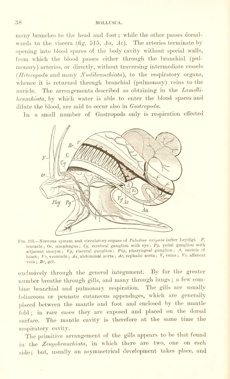 many branches to the head and foot; while the other passes dorsal- wards to the viscera (fig. 515, Ja, Ac). The arteries terminate by opening into blood spaces of the body cavity without special walls, from which the blood passes either through the branchial (pul¬ monary) arteries, or directly, without traversing intermediate vessels (Heteropoda and many Nudibranchiata), to the respiratory organs, whence it is returned through branchial (pulmonary) veins to the auricle. The arrangements described as obtaining in the Lamelli- branchiata, by which water is able to enter the blood spaces and dilute the blood, are said to occur also in Gastropoda. In a small number of Gastropods only is respiration effected Fig. 615.—Nervous system and circulatory organs of Paludina vivipara (after Leyrtig). F, tentacle; Or, oesophagus; Cg, cerebral ganglion with eye; Fg, pedal ganglion with adjacent otocyst; Vg, visceral ganglion; Phg, pharyngeal ganglion; A, auricle of heart; Ur, ventricle ; Aa, abdominal aorta ; Ac, cephalic aorta ; 1 , veins ; 1 c, afferent vein; Br, gill. exclusively through the general integument. By far the greater number breathe through gills, and many through lungs ; a few com¬ bine branchial and pulmonary respiration. The gills are usually foliaceous or pennate cutaneous appendages, which are generally placed between the mantle and foot and enclosed by the mantle fold ; in rare cases they are exposed and placed on the dorsal surface. The mantle cavity is therefore at the same time the respiratory cavity. The primitive arrangement of the gills appears to be that found in the Zeugobranchiata, in which there are two, one on each side; but, usually an asymmetrical development takes place, and