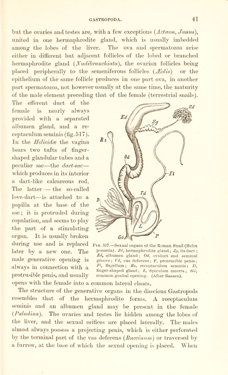 but the ovaries and testes are, with a few exceptions (Actceon, Janus), united in one hermaphrodite gland, which is usually imbedded among the lobes of the liver. The ova and spermatozoa arise either in different but adjacent follicles of the lobed or branched hermaphrodite gland (Nudibranchiata), the ovarian follicles being placed peripherally to the semeniferous follicles (JEolis) or the epithelium of the same follicle produces in one part ova, in another part spermatozoa, not however usually at the same time, the maturity of the male element preceding that of the female (terrestrial snails). The efferent duct of the female is nearly always provided with a separated albumen gland, and a re- ceptaculum seminis (fig. 517). In the Ifelicidce the vagina bears two tufts of finger- shaped glandular tubes and a peculiar sac—the dart-sac— which produces in its interior a dart-like calcareous rod. The latter — the so-called love-dart—is attached to a papilla at the base of the sac; it is protruded during copulation, and seems to play the part of a stimulating organ. It is usually broken during use and is replaced later by a new one. The male generative opening is always in connection with a protrusible penis, and usually opens with the female into a common lateral cloaca. The structure of the generative organs in the dioecious Gastropods resembles that of the hermaphrodite forms. A receptaculum seminis and an albumen gland may be present in the female (Paludina). The ovaries and testes lie hidden among the lobes of the liver, and the sexual orifices are placed laterally. The males almost always possess a projecting penis, which is either perforated by the terminal part of the vas deferens (Buccinum) or traversed by a furrow, at the base of which the sexual opening is placed. When Fig. 517.—Sexual organs of the Roman Snail (Helix pomatia). Zd, hermaphrodite gland; Zg, its duet; Ed, albumen gland; Od, oviduct and seminal groove; 1 'd, vas deferens; P, protrusible penis ; FI, flagellum; 1Is, receptaculum seminis; 1), finger-shaped gland; L, Spiculum amoris; GO, common genital opening. (After Baasen).