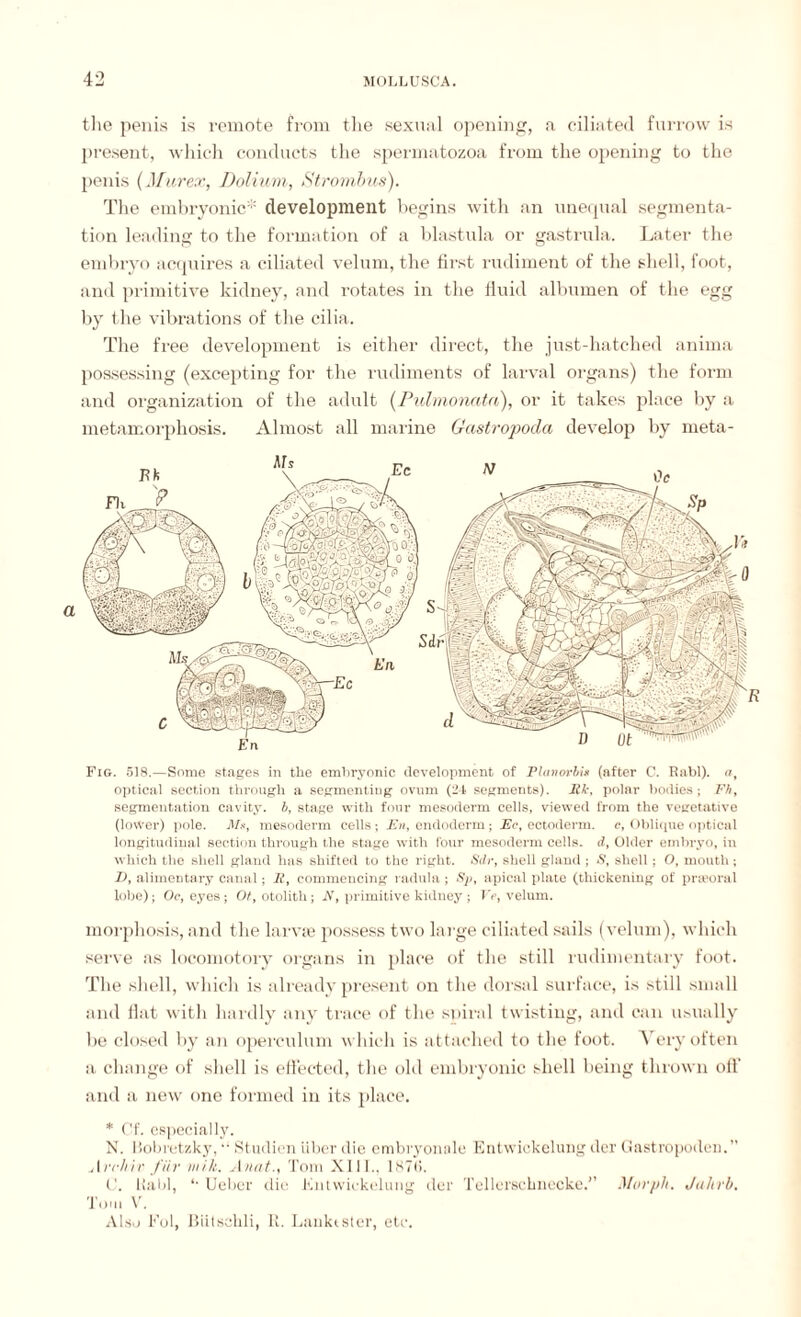 the penis is remote from the sexual opening, a ciliated furrow is present, which conducts the spermatozoa from the opening to the penis (Murex, Dolium, Strombus). The embryonic* development begins with an unequal segmenta¬ tion leading to the formation of a blastula or gastrula. Later the embryo acquires a ciliated velum, the first rudiment of the shell, foot, and primitive kidney, and rotates in the fluid albumen of the egg by the vibrations of the cilia. The free development is either direct, the just-hatched anima possessing (excepting for the rudiments of larval organs) the form and organization of the adult (Pulmonatn), or it takes place by a metamorphosis. Almost all marine Gastropoda develop by meta- Fig. 518.—Some stages in the embryonic development of Planovbis (after C. Babl). a, optical section through a segmenting ovum (24 segments). Ek, polar bodies; Fh, segmentation cavity, b, stage with four mesoderm cells, viewed from the vegetative (lower) pole, Mx, mesoderm cells ; En, endoderm ; Er, ectoderm, c. Oblique optical longitudinal section through the stage with four mesoderm cells, d, Older embryo, in which the shell gland has shifted to the right. Sdr, shell gland ; X, shell; O, mouth ; I), alimentary canal; It, commencing radula; Sp, apical plate (thickening of pra'oral lobe); Oc, eyes; Ot, otolith; N, primitive kidney; Ve, velum. morphosis, and the larvae possess two large ciliated sails (velum), which serve as locornotory organs in place of the still rudimentary foot. The shell, which is already present on the dorsal surface, is still small and flat with hardly any trace of the spiral twisting, and can usually lie closed by an operculum which is attached to the foot. Very often a change of shell is effected, the old embryonic shell being thrown off and a new one formed in its place. * Of. especially. N. Bobret/.ky, Studien über die embryonale Entwickelung der Gastropoden.” Archiv für mik. Anat., Tom XIII.. 187(1. C. llabl, *■ Ueber die Entwickelung der Tellerschnecke.” Morph. Jahrb. Tom V. Also Fol, ßiitselili, R. Lanktster, etc.