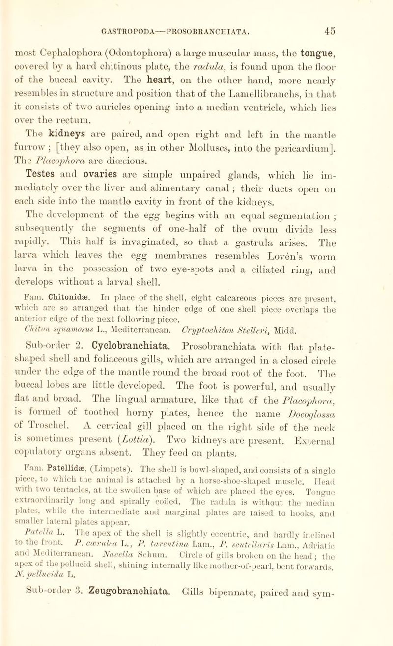 most Cephalophora (Odontophora) a large muscular mass, the tongue, covered by a hard chitinous plate, the radula, is found upon the floor of tlie buccal cavity. The heart, on the other hand, more nearly resembles in structure and position that of the Lamellibranchs, in that it consists of two auricles opening into a median ventricle, which lies over the rectum. The kidneys are paired, and open right and left in the mantle fur row ; [they also open, as in other Molluscs, into the pericardium]. The Placophora are dioecious. Testes and ovaries are simple unpaired glands, which lie im¬ mediately over the liver and alimentary canal; their ducts open on each side into the mantis cavity in front of the kidneys. The development of the egg begins with an equal segmentation ; subsequently the segments of one-half of the ovum divide less rapidly. This half is invaginated, so that a gastrula arises. The larva which leaves the egg membranes resembles Loven’s worm larva in the possession of two eye-spots and a ciliated ring, and develops without a larval shell. Fam. Chitonidae. In place of the shell, eight calcareous pieces are present, which are so arranged that the hinder edge of one shell piece overlaps the anterior edge of the next following piece. Chiton sqvamosus L., Mediterranean. Cryptocliiton Stellen, Midd. Sub-order 2. Cyclobranchiata. Prosobranchiata with flat plate- shaped shell and foliaceous gills, which are arranged in a closed circle under the edge of the mantle round the broad root of the foot. The buccal lobes are little developed. The foot is powerful, and usually flat and broad. The lingual armature, like that of the Placophora, is formed of toothed horny plates, hence the name Docoglossa of Troschel. A cervical gill placed on the right side of the neck is sometimes present (Lottia). Two kidneys are present. External copulatory organs absent. They feed on plants. I am. Patellidse, (Limpets). The shell is bowl-shaped, and consists of a single piece, to which tbe animal is attached by a horse-shoe-shaped muscle. Head with two tentacles, at the swollen base of which are placed the eyes. Tongue extraordinarily long and spirally coiled. The radula is without the median plates, while the intermediate and marginal plates are raised to hooks, and smaller lateral plates appear. Patella L. The apex of the shell is slightly eccentric, and hardly inclined to the front. P. can-aim L., P. taventina Lam., P. scutellaris Lam., Adriatic and Mediterranean. Nacella Schum. Circle of gills broken on the head; the apex of the pellucid shell, shining internally like mother-of-pearl, bent forwards. N. pellucida L. Sub-order 3. Zeugobranchiata. Gills bipennate, paired and sym-