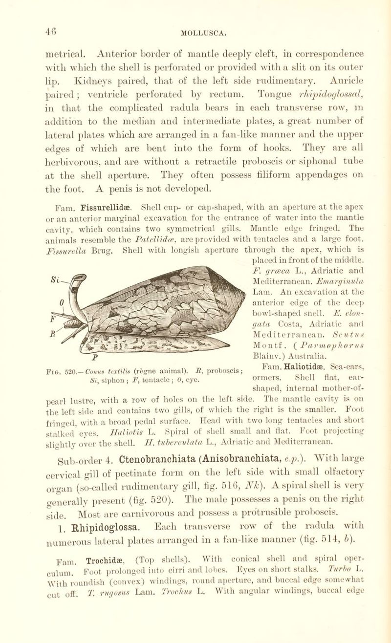 40 metrical. Anterior border of mantle deeply cleft, in correspondence with which the shell is perforated or provided with a slit on its outer lip. Kidneys paired, that of the left side rudimentary. Auricle paired; ventricle perforated by rectum. Tongue rhipidoylossal, in that the complicated radula bears in each transverse row, in addition to the median and intermediate plates, a great number of lateral plates which are arranged in a fan-like manner and the upper edges of which are bent into the form of hooks. Thev are all herbivorous, and are without a retractile proboscis or siphonal tube at the shell aperture. They often possess filiform appendages on the foot. A penis is not developed. Fam. Fissurellidae. Shell cup- or cap-shaped, with an aperture at the apex or an anterior marginal excavation for the entrance of water into the mantle cavity, which contains two symmetrical gills. Mantle edge fringed. The animals resemble the Patcllidce, are provided with tentacles and a large foot. Fissurclla Brug. Shell with longish aperture through the apex, which is placed in front of the middle. F. grceca L., Adriatic and Mediterranean. Etnargimila Lam. An excavation at the anterior edge of the deep bowl-shaped snell. F. elon- gata Costa, Adriatic and Mediterranean. Sc u t ux Montf. ( Parmophorus Blainv.) Australia. Fam. Haliotidae. Sea-cars, ormers. Shell flat, ear¬ shaped, internal mother-of- pearl lustre, with a row of holes on the left side. The mantle cavity is on the left side and contains two gills, of which the right is the smaller. Foot fringed, with a broad pedal surface. Head with two long tentacles and short stalked eves. JIaliotis L. Spiral of shell small and flat. Foot projecting slightly over the shell. II. tubercvlata L., Adriatic and Mediterranean. Sub-order 4. Ctenobranchiata (Anisobranchiata, e.p.). With large cervical gill of pectinate form on the left side with small olfactory organ (so-called rudimentary gill, fig. 51G, JVk). A spiral shell is very generally present (fig. 520). The male possesses a penis on the right side. Most are carnivorous and possess a pro'trusible proboscis. 1. Rhipidoglossa. Bach transverse row of the radula with numerous lateral plates arranged in a fan-like manner (fig. 514, b). Fam. Trochidse, (Top shells). With conical shell and spiral oper¬ culum. Foot prolonged into cirri and lobes. Eyes on short stalks. Tit rim L. With roundish (convex) windings, round aperture, and buccal edge somewhat cut off. T. rv g os us Lam. Truck us L. With angular windings, buccal edge P Fig. 520.— Conns textilis (regne animal). Jl, proboscis ; Si, siphon ; F, tentacle ; 0, eye.