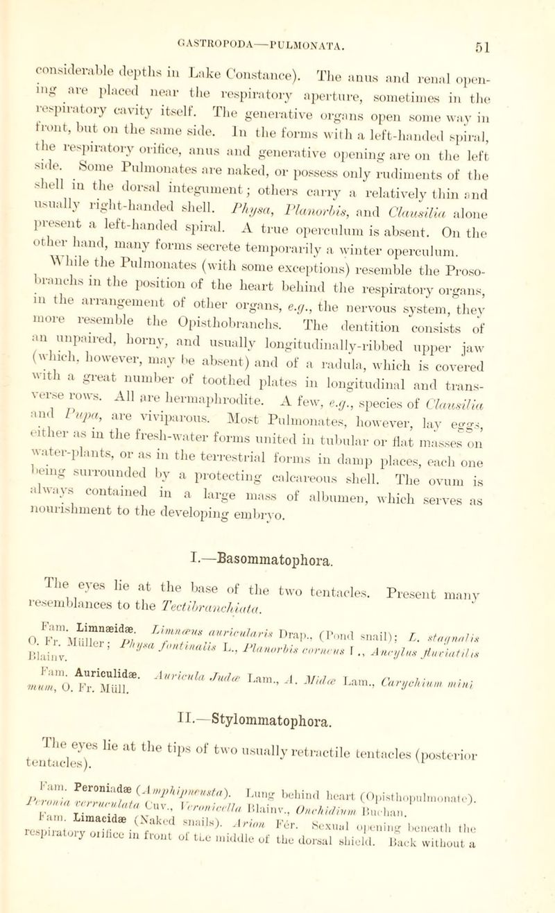 considerable depths in Lake Constance). The anus and renal open¬ ing are placed near the respiratory aperture, sometimes in the respiratory cavity itself. The generative organs open some way in trout, but on the same side. In the forms with a left-handed spiral, V® resPiratoiy orifice, anus and generative opening are on the left S1' e\ . Sonie Plllm°nates are naked, or possess only rudiments of the shell in the dorsal integument; others carry a relatively thin and usually right-handed shell. Physa, Planorbis, and Clausilia alone present a left-handed spiral. A true operculum is absent. On the other hand, many forms secrete temporarily a winter operculum. A lule the Pulmonates (with some exceptions) resemble the Proso- branchs in the position of the heart behind the respiratory organs m the arrangement of other organs, e.g., the nervous system,'they more resemble the Opisthobranchs. The dentition consists of an unpau-ed, horny, and usually longitudinally-ribbed upper iaw (\yliich, however, may be absent) and of a radula, which is covered wit i a great number of toothed plates in longitudinal and trans¬ verse rows. All are hermaphrodite. A few, e.g., species of Clausilia and L upa, are viviparous. Most Pulmonates, however, lay eygs eit ier as in the fresh-water forms united in tubular or flat masses on water-plants, or as in the terrestrial forms in damp places, each one iemg surrounded by a protecting calcareous shell. The ovum is a ways contained in a large mass of albumen, which serves as nourishment to the developing embryo. I.—Basommatophora. The eyes lie at the base of the two tentacles. resemblances to the Tectibranchiata. Present many TAfn^^riadari* Drap., (Pond snail); L. staqnali* BiJnv ’ Jm f'mUnah* L- Knorin covwm 1Annylu, flunatil,v vn™0'.AUViCnla Jud* Lam A' mhe Lam- Caryokinm mini il — Stylommatophora. teMaeleJ)eS ^ ^ ^ ^ °f tw° usuallTretractile tentacles (posterior l'Zria Um bd‘in<1 heart (Opisthopulmonate). ata Cuv., \ crom cell a Blainv., Onvlildivm Buchan. repiraton till ( f!lkL'd T'^' AHm F6r> 8exUal üI*™g beneath the y m front oi the middle of the dorsal shield. Back without a