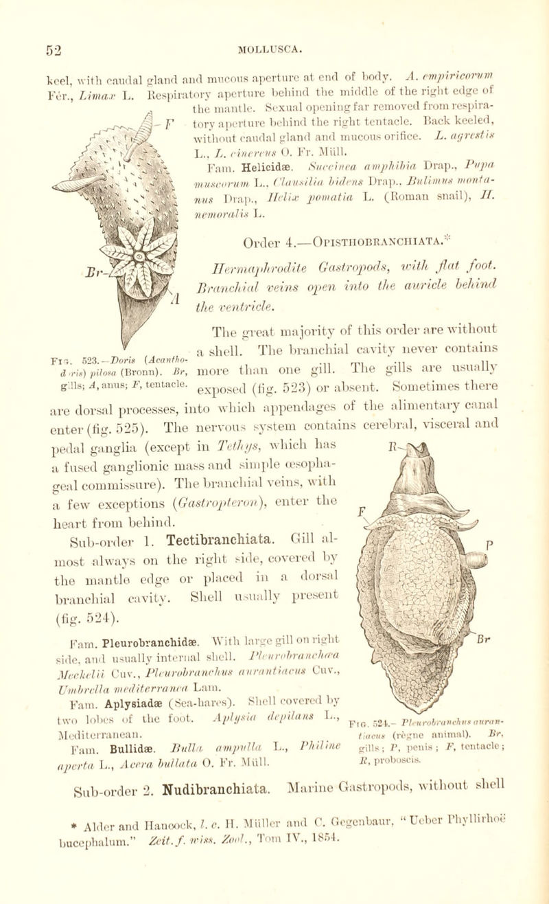 keel, with caudal gland and mucous aperture at end of body. A. empiricorum Fer., Umax L. Respiratory aperture behind the middle of the right edge of the mantle. Sexual opening far removed from respira¬ tory aperture behind the right tentacle. Rack keeled, without caudal gland and mucous orifice. L. agrestis L.. I. cine revs 0. Fr. Müll. Fam. Helicidae. Succinca amphibia Drap., Papa muscaruvt L., ('lausilia bidens Drap.. lluUmus monta- nvs Drap., Helix pomatia L. (Roman snail), II. nemoralis L. Order 4.—Opisthobranciiiata.* Hermaphrodite Gastropods, with fat foot. Branchial veins open into the auricle behind the ventricle. The great majority of this order are without a shell. The branchial cavity never contains d’ris) pilosa (Bronn). Br, more than one gill. The gills are usually gills; A, anus; F, tentacle. eXp0sed (fig. 523) or absent. Sometimes there are dorsal processes, into which appendages of the alimentary canal enter (fig. 525). The nervous system contains cerebral, visceral and pedal ganglia (except in Tethys, which has a fused ganglionic mass and simple (esopha¬ geal commissure). The branchial veins, with a few exceptions (Gastropteron), enter the heart from behind. Sub-order 1. Tectibranchiata. Gill al¬ most -always on the right side, covered by the mantle edge or placed in a dorsal branchial cavity. Shell usually present (fig. 524). Fam. Pleurobranchidae. With large gill on right side, and usually internal shell. Pleurobranchrra Mechelii Cuv., Plcvrobranehvs avrantiacus Cuv., Umbrella mediterranen Lam. Fam. Aplysiadae (Sea-hares). Shell covered by two lobes of the foot. Aplysia depdans L., Mediterranean. Fam. Bullidae. liulhi. ampulla L., Philine aperta L., Accra bullata O. Fr. Müll. Fin. 524.- PteurohranchitKiuran- iiacus (rfegne animal). Br, gills; 1\ penis; F, tontacle; K, proboscis. Sub-order 2. Nudibranchiata. Marine Gastropods, without shell * Alder and Hancock, l.c. H. Müller and C. Gegenbaur, “ Ueber Fhyllirhoe bucephalum. Zcit.f. miss. Zrnd., Tom IV., 1854.