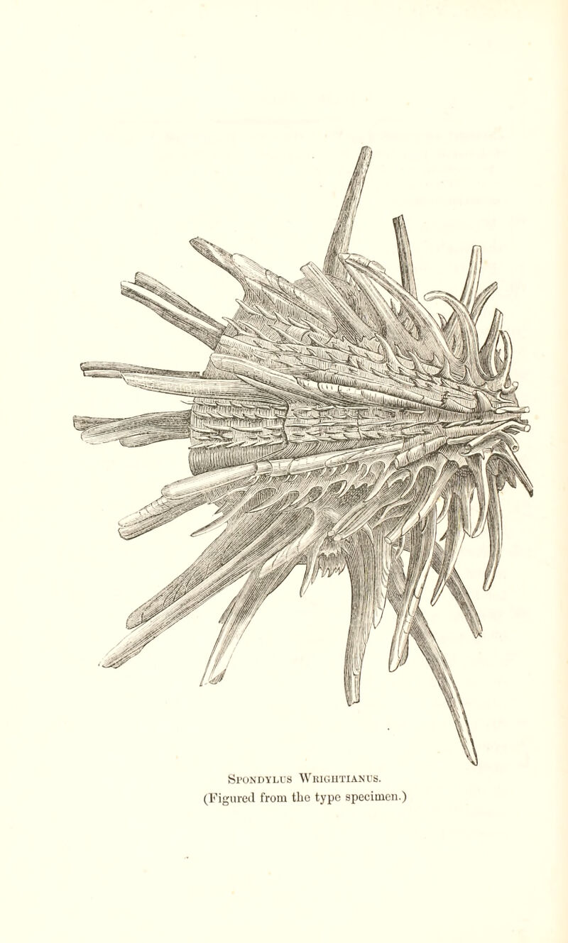 Spondylus Wrightianus. (Figured from the type specimen.)