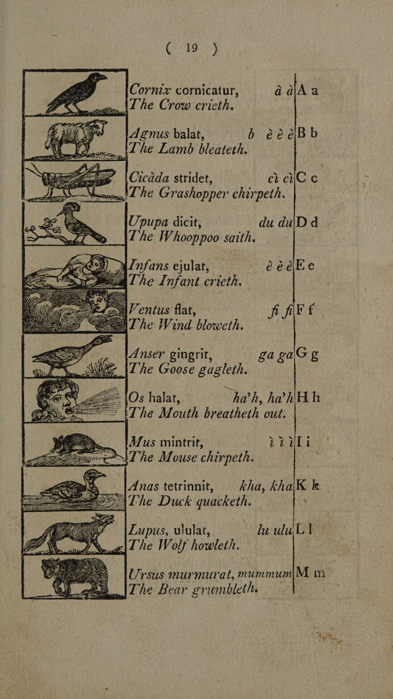 G98.)                 Cornix cornicatur, aajAa Lhe Crow cricth. Agnus balat, b èèèBb d The Lamb bleateth. Cicada stridet, ci cic ^i IT he Grashopper chirpeth. Upupa dicit, du du|D d The Whooppoo saith. Anfans ejulat, èèèkEe The Infant crieth. WN entus flat, AKL WT he Wind bloweth. Anser gingrit, gagaGg I4 he Goose gagleth. — € (Os halat, ha’, ha’ hH h The Mouth breatheth out: Mus mintrit, iiili ehe Mouse chirpeth. Anas tetrinnit, kha, khaiK ks The Duck quacketh. * Lupus, ululat, lu uluLl © x|4 he Wolf howleth. Ursus murmurat, mummum|M m. The Bear grumbleth. |