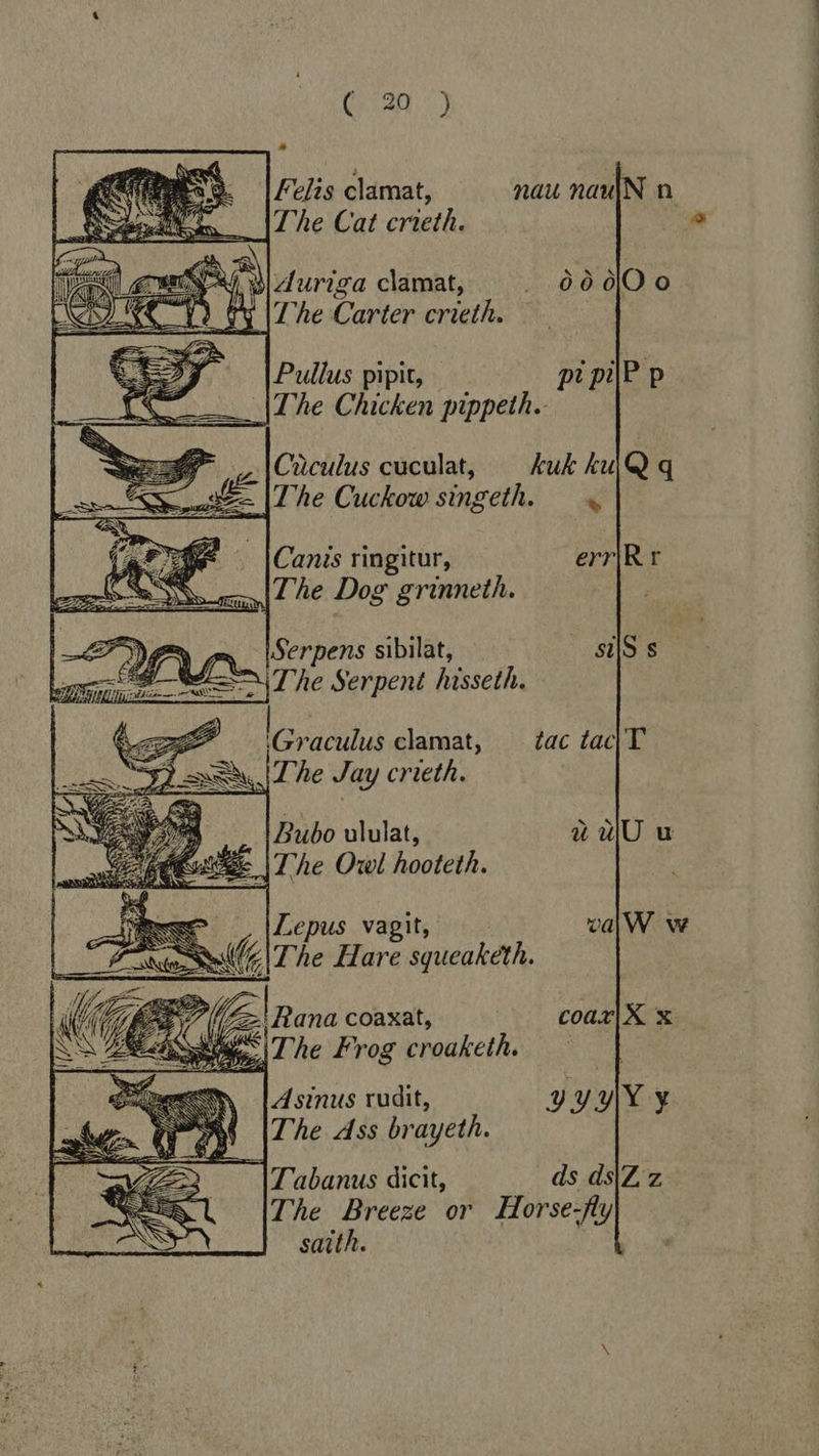 Felis clamat, nau nau|N n The Cat crieth.       yw) duriga clamat, . 000 CW fy [Ze Carter crieth. Pullus pipit, pi pilP p Canis ringitur, erri R r The Dog grinneth. Serpens sibilat, sijS s The Serpent hisseth.   (Graculus clamat, tac tac} T The Jay crieth. Bubo ululat, du |The Owl hooteth. wee — |Lepus vagit, valW ve wow |The Hare squeaketh. Asinus rudit, y yy Y y The Ass brayeth. T'abanus dicit, ds ds|Zz The Breeze or Horse-fty saith.