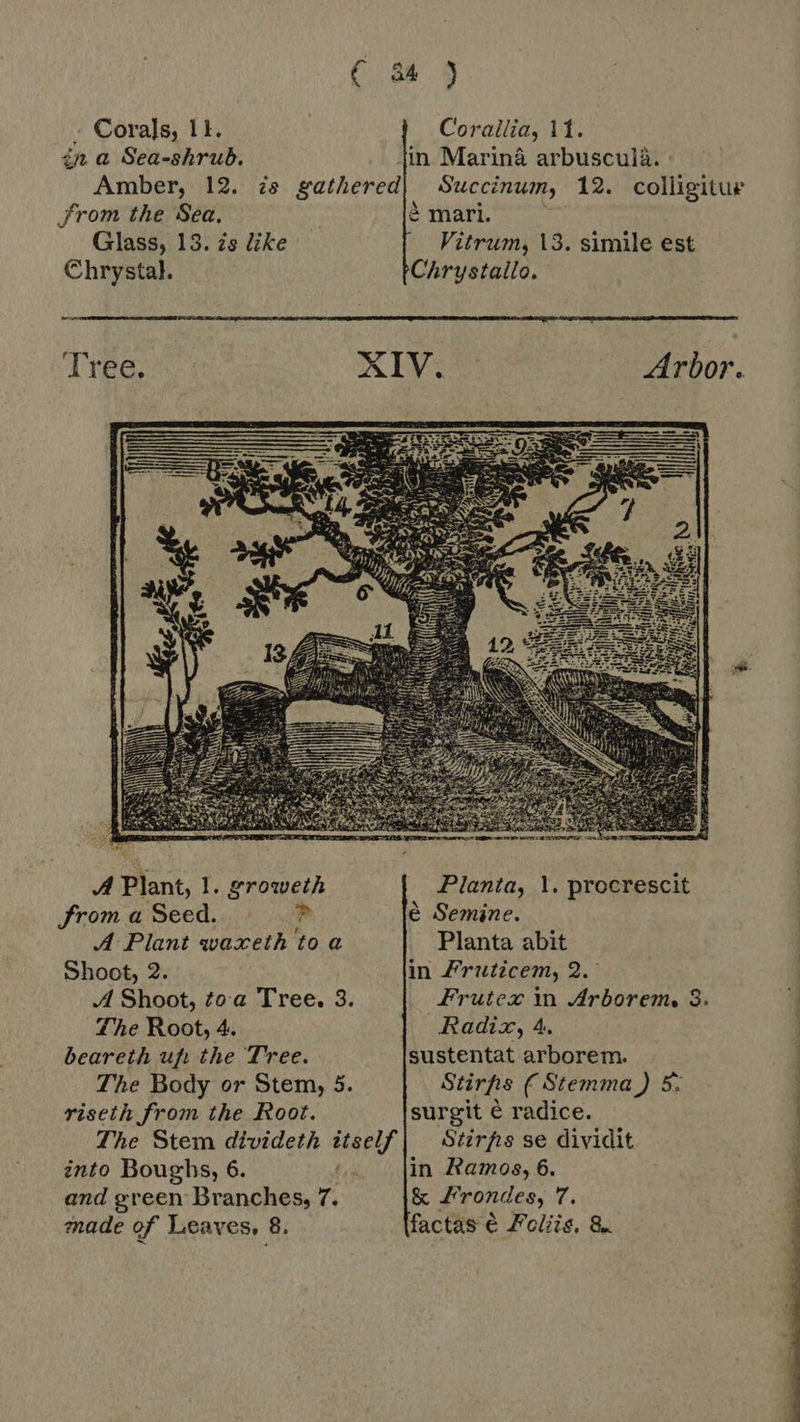 Cu)  - Corals, 11. Corallia, 11. in a Sea-shrub. tin Marina arbuscula. : Amber, 12. is gathered| Succinum, 12. colligitur from the Sea. à mari. Glass, 13. zs like ^ Fitrum, 13. simile est Chrystal. Chrystallo. Tree, XIV. Arbor.  A Plant, 1. groweth Planta, 1. procrescit froma Seed. ® é Semine. A Plant waxeth to a Planta abit Shoot, 2. in Fruticem, 2. A Shoot, toa Tree. 3. Frutex in Arborem, 3. The Root, 4. Radix, 4 beareth ufi the Tree. sustentat arborem. The Body or Stem, 5. Stirfis ( Stemma ) 5: riseth from the Root. surgit é radice. The Stem divideth itself | Stirfrs se dividit into Boughs, 6. in Ramos, 6. and green Branches, 7. &amp; Fr ondes, 7. made of Leaves, 8. factas é Foliis, &amp; 