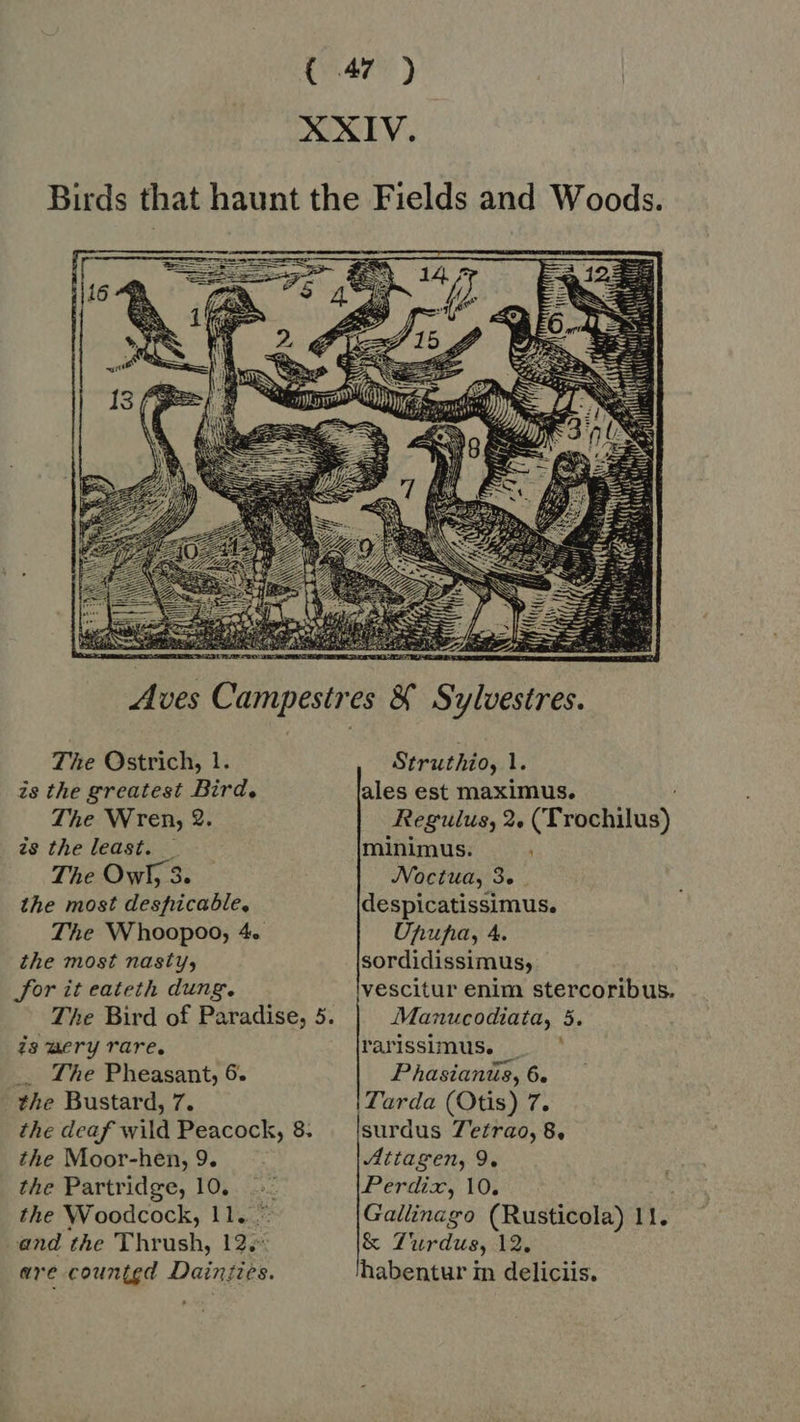 (  The Ostrich, 1. is the greatest Bird. The Wren, 2. zs the least. — The Owl, 3. the most despicable, The Whoopoo, 4. the most nasty, Sor it eateth dung. The Bird of Paradise, 5. is mery rare. _ The Pheasant, 6. the Bustard, 7. the deaf wild Peacock, 8. the Moor-hen, 9. the Partridge, 10, … the Woodcock, 11. * and the Thrush, 12,7 are counted Dainties. Struthio, 1. ales est maximus. Regulus, 2. (Frochilus) minimus. Noctua, 3. despicatissimus. Unupia, 4. sordidissimus, lvescitur enim stercoribus. Manucodiata, 5. rarissimus. _ * Phasianüs, 6. Tarda (Otis) 7. surdus 7efrao, 8, Attagen, 9. Perdix, 10. Gallinago (Rusticola) 11. &amp; Turdus, 12, habentur in deliciis.
