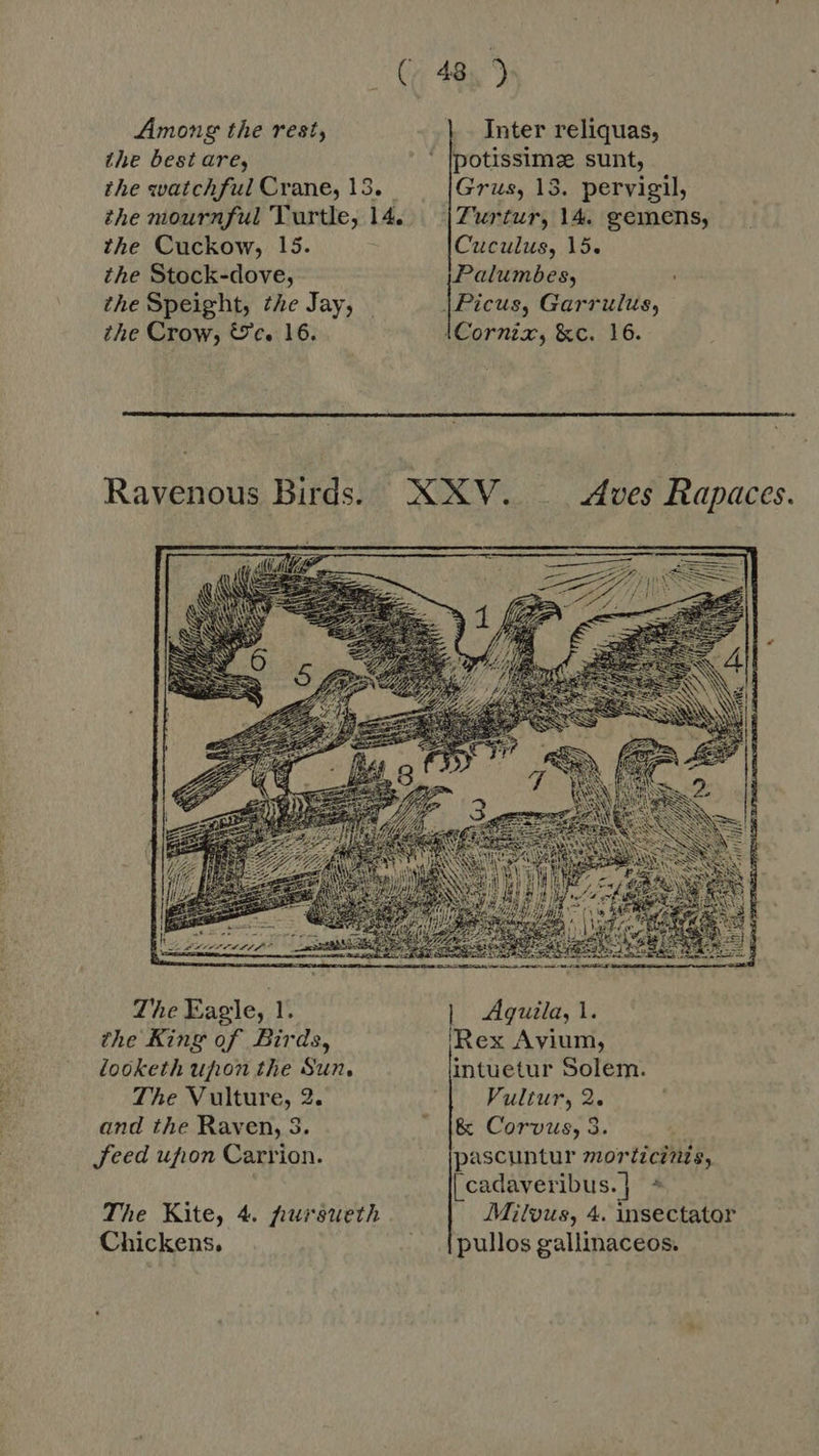 (489 Among the rest, Inter reliquas, the best are, ' [potissimze sunt, the watchful Crane, 13. Grus, 13. pervigil, the mournful Turtle, 14. Turtur, 14. gemens, the Cuckow, 15. Cuculus, 15. the Stock-dove, Palumbes, the Speight, the Jay, - |Picus, Garrulus, the Crow, &amp;c. 16. iCornzx, &amp;c. 16.  Ravenous Birds. XXV. Aves Rapaces.  The Eagle, l. Aquila, 1. the King of Birds, Rex Avium, looketh upon the Sun, intuetur Solem. The Vulture, 2. Vultur, 2. and the Raven, 3. ' [&amp; Corvus, 3. : feed ufion Carrion. pascuntur morticinis, |cadaveribus.] * The Kite, 4. hursueth Milvus, 4. insectator Chickens, . [pullos gallinaceos.